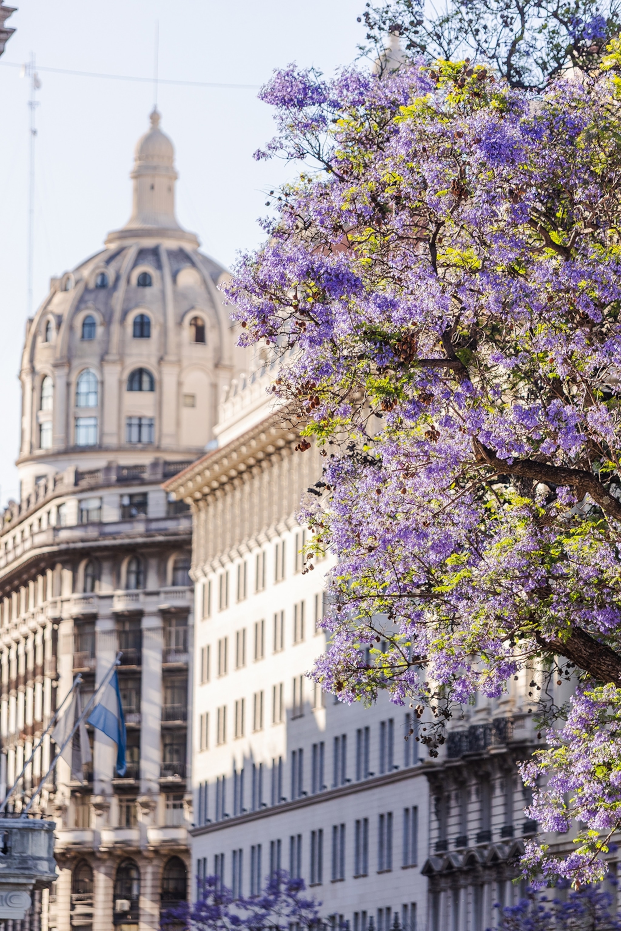 A city view with purple flowering trees on the corner of the frame.