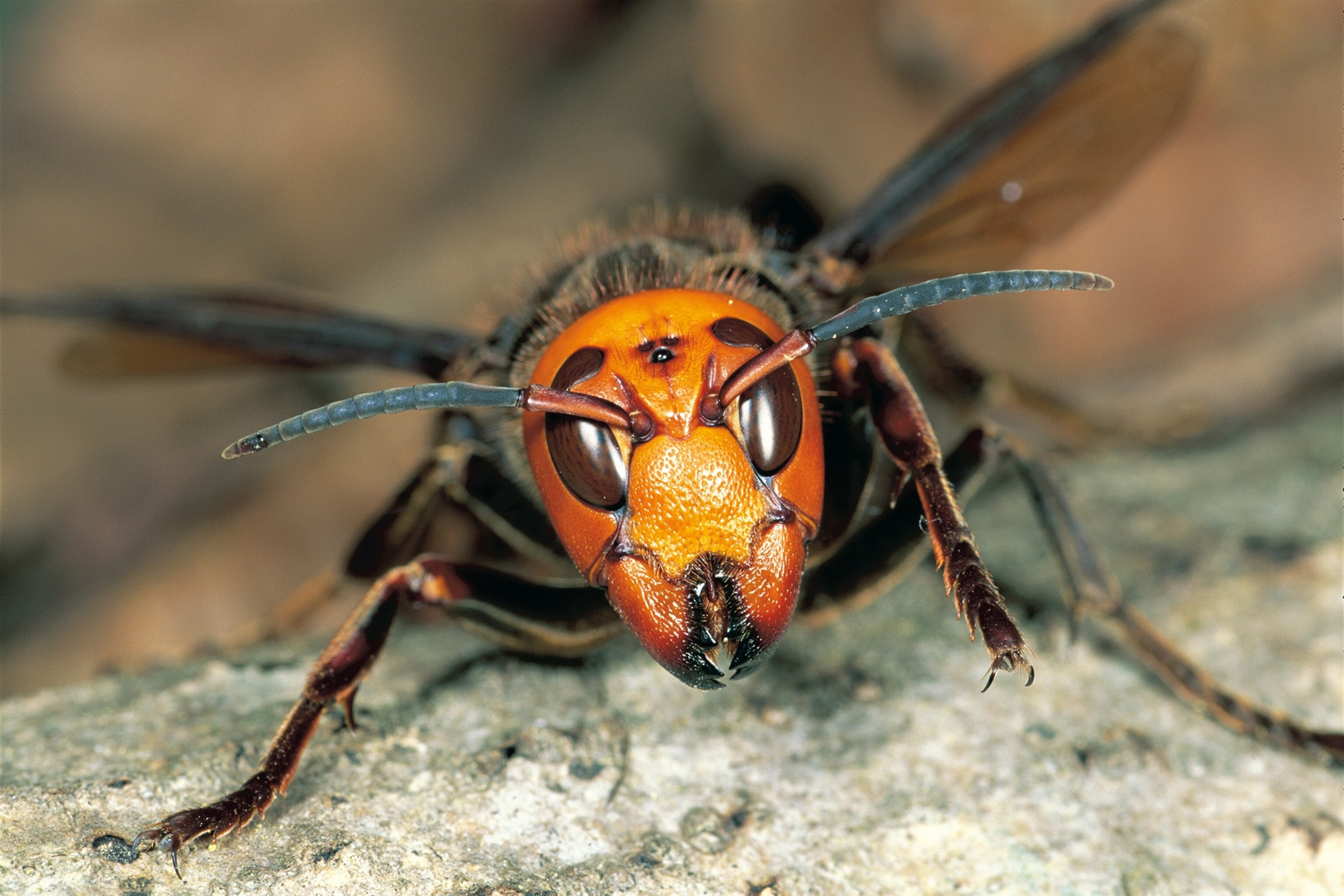 an asian giant hornet