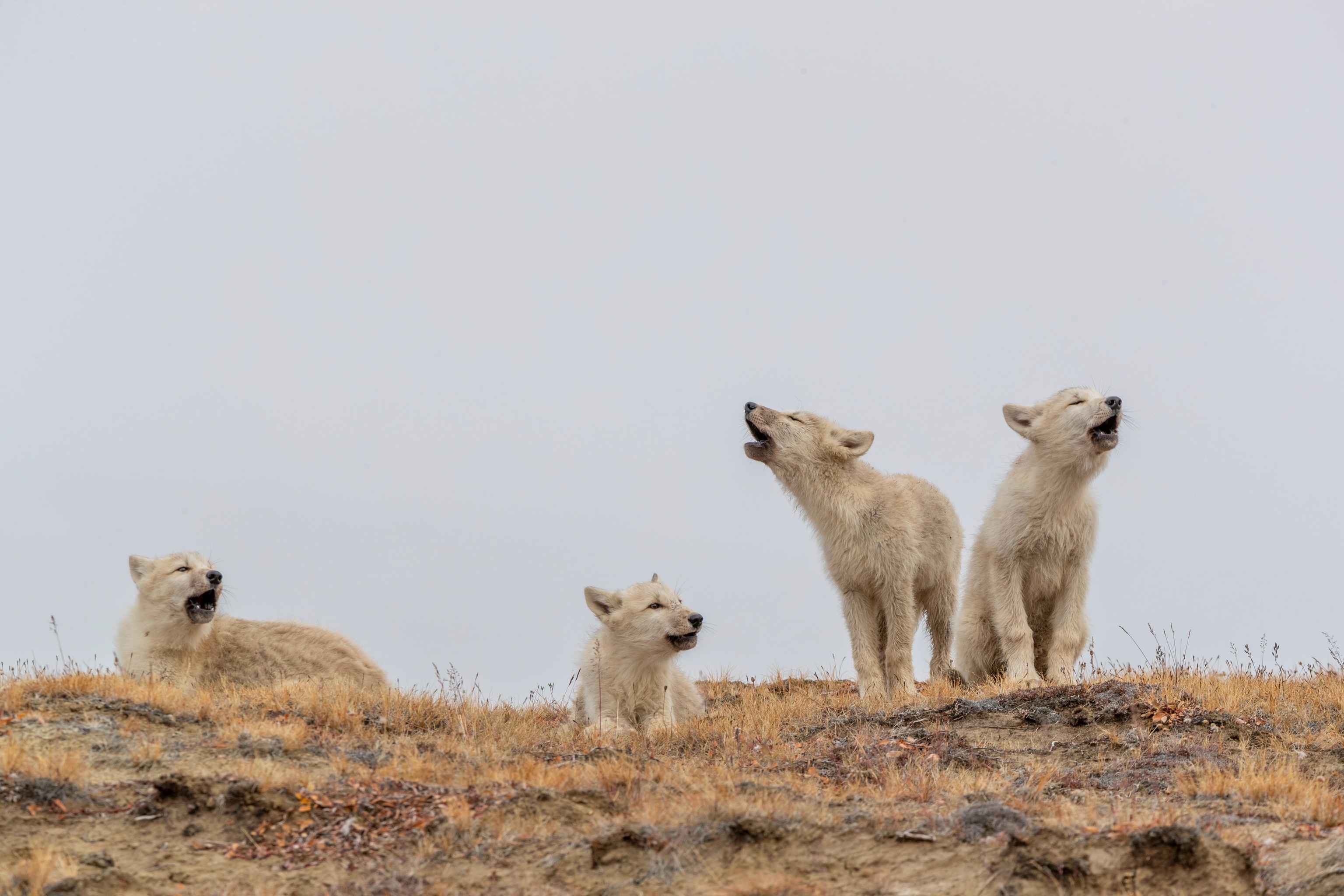 Arctic wolf pups howling on Ellesmere Island in the Qikiqtaaluk Region of Nunavut, Canada.