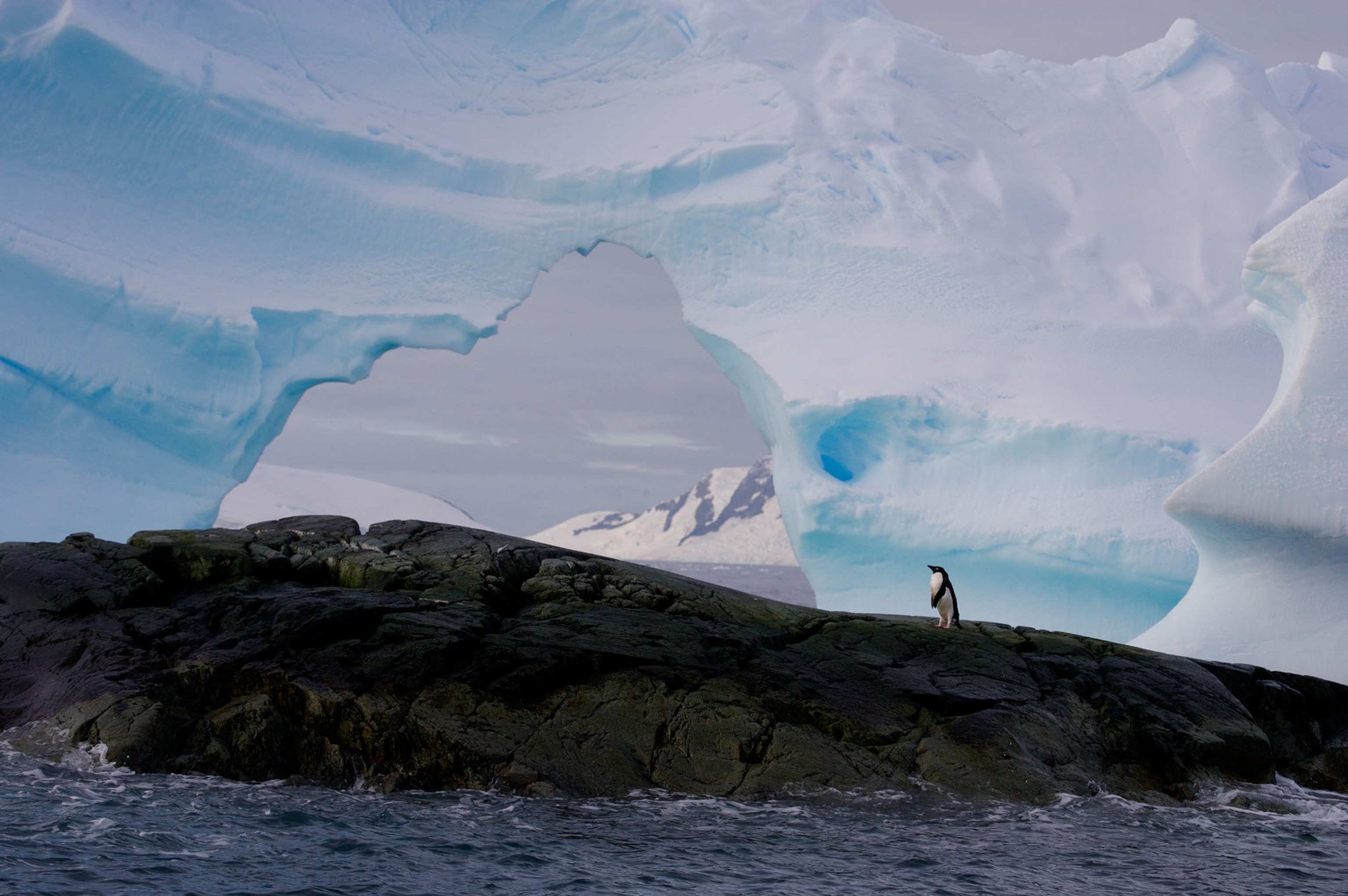 penguin in front of iceberg.