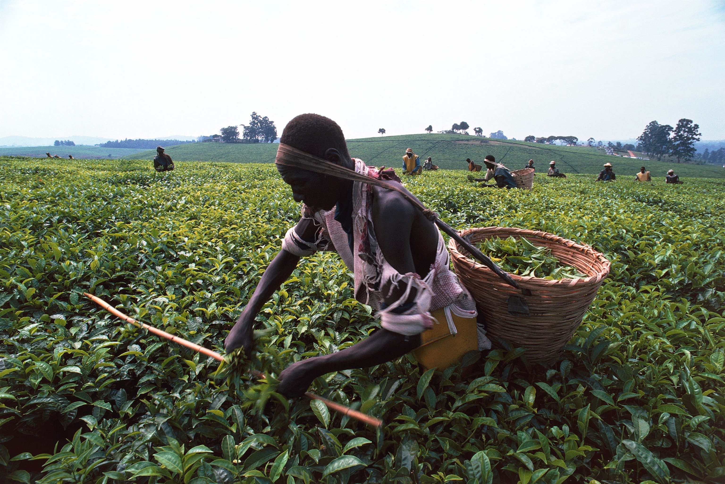 men collecting tea in baskets in Uganda