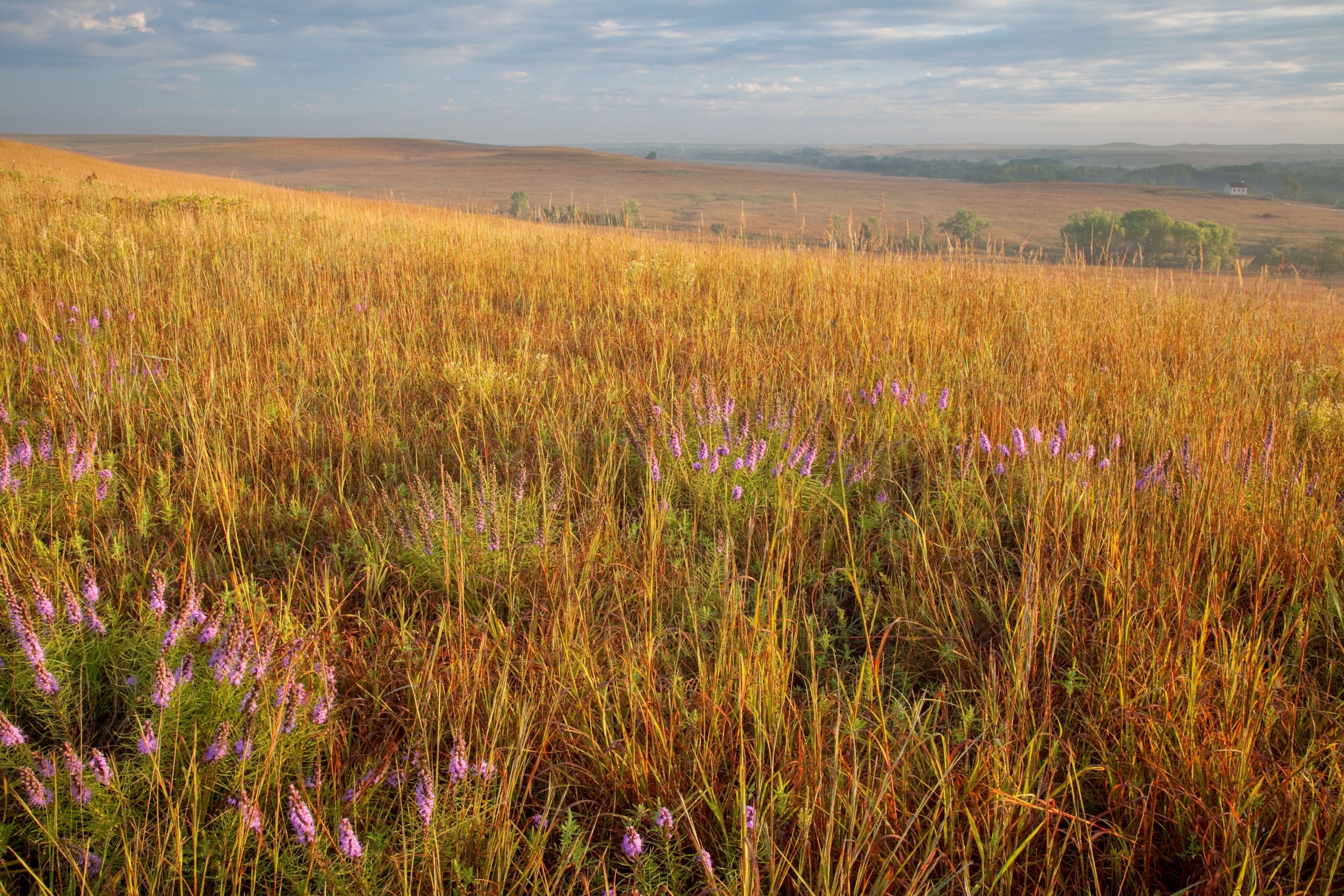 fields in Kansas