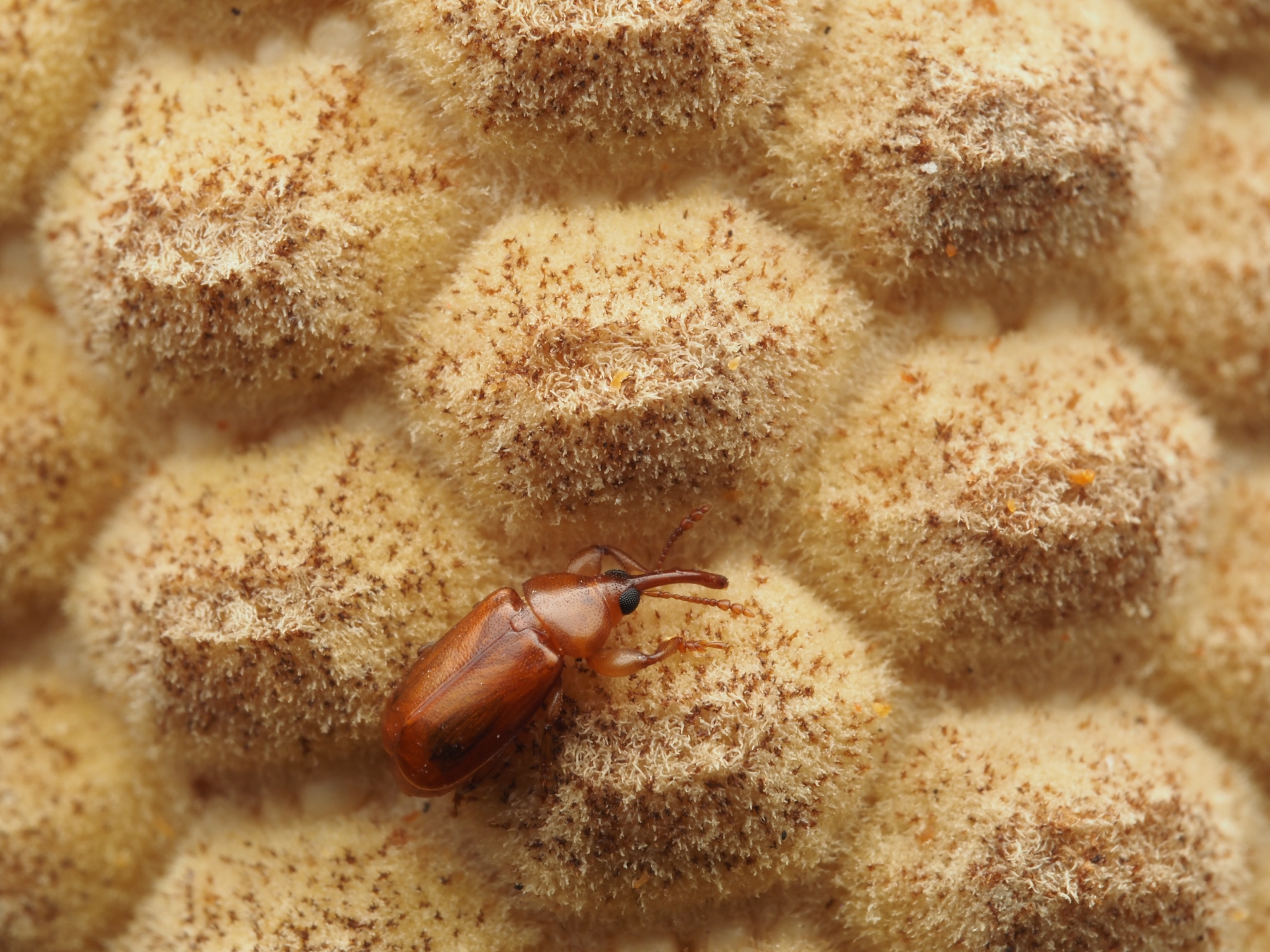 A beetle of the species Rhopalotria furfuracea on a male cone of the cycad Zamia furfuracea , whose cones produce heat during pollination.