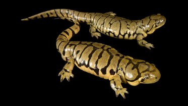 Tiger Salamander | National Geographic