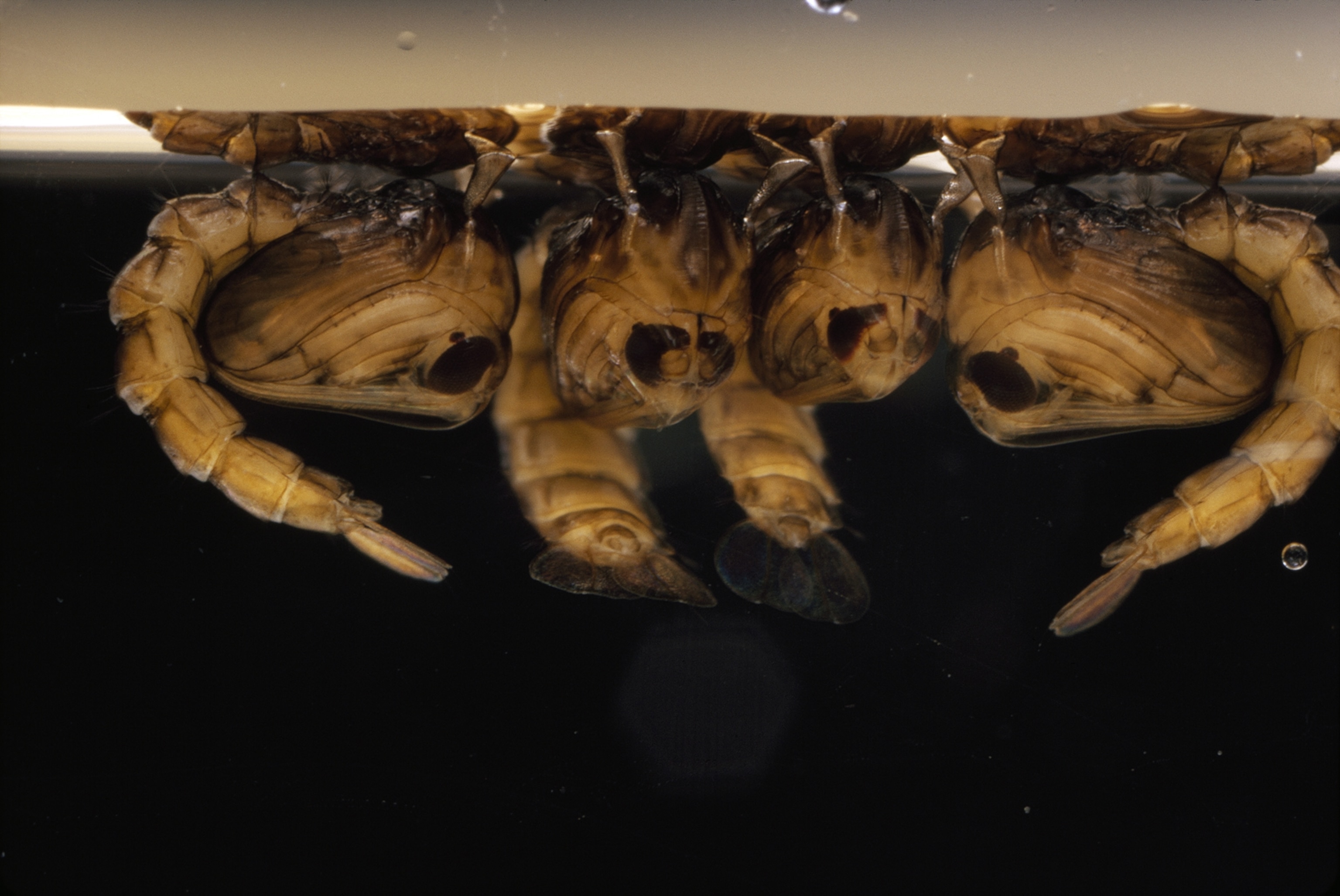 Mosquito pupae have bowed tails and huge dark eyes.