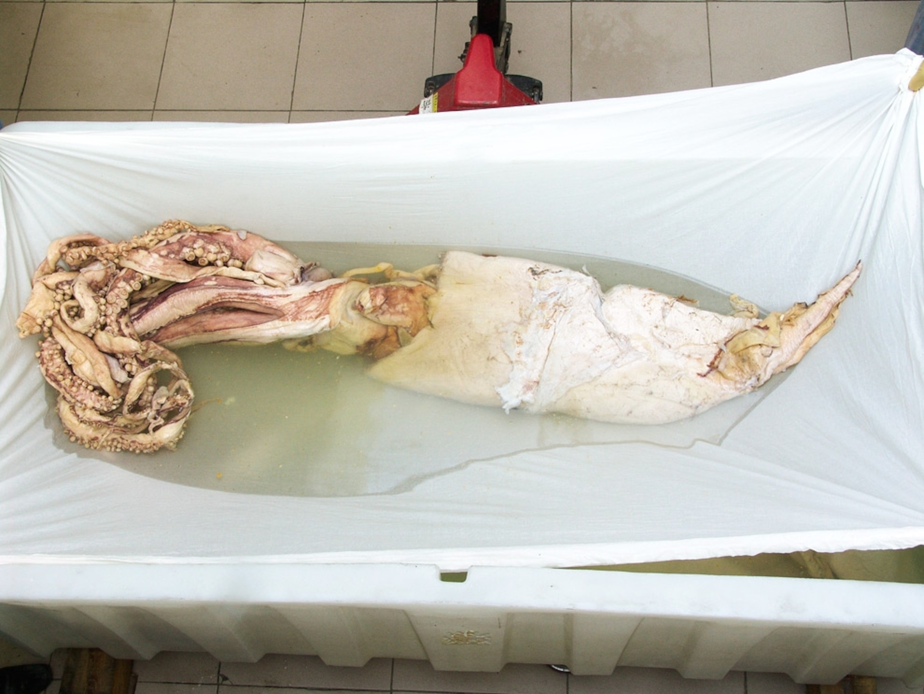 a giant squid before plastination