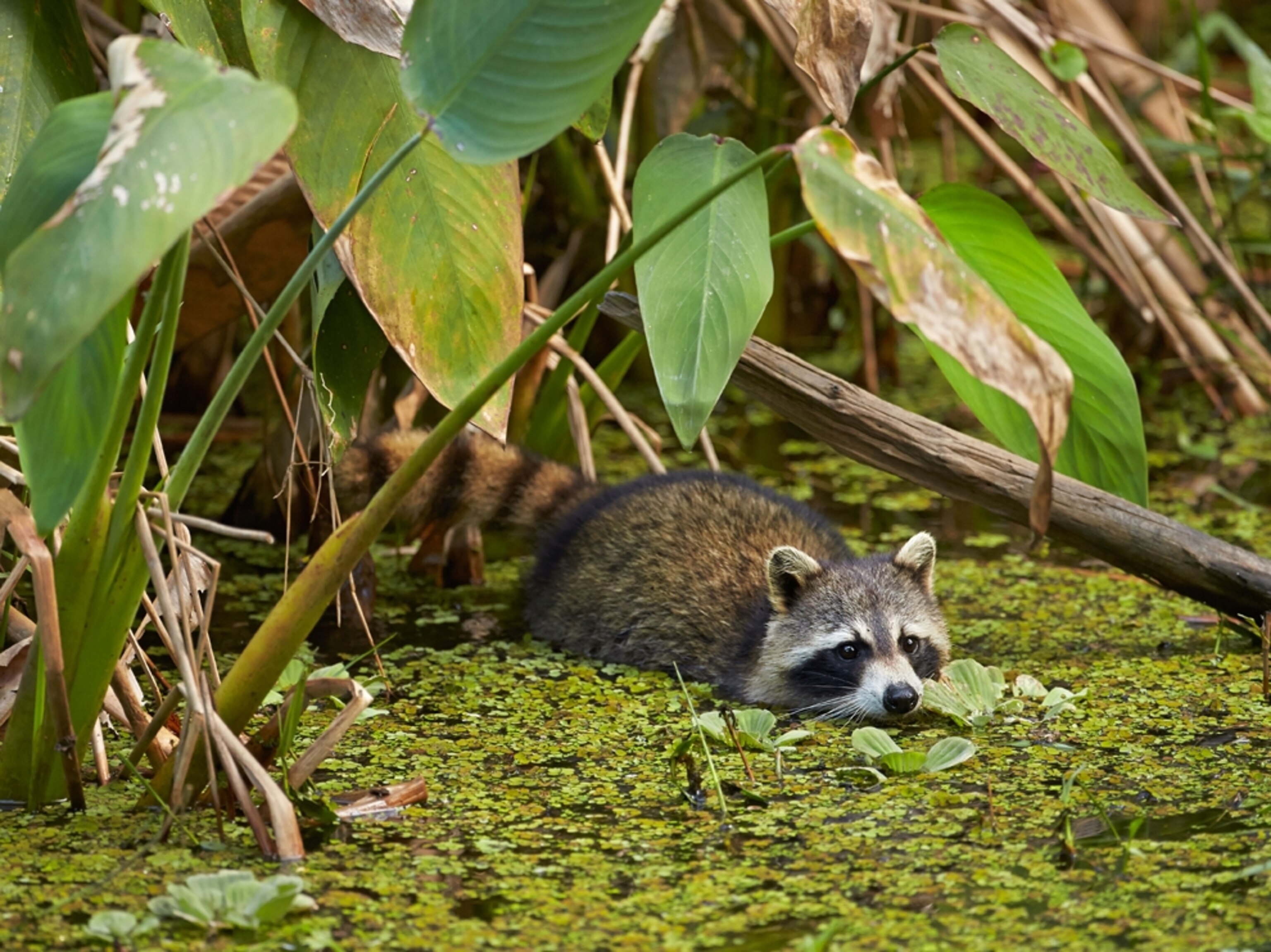 a raccoon wading through the swamp at Corkscrew Swamp Sanctuary