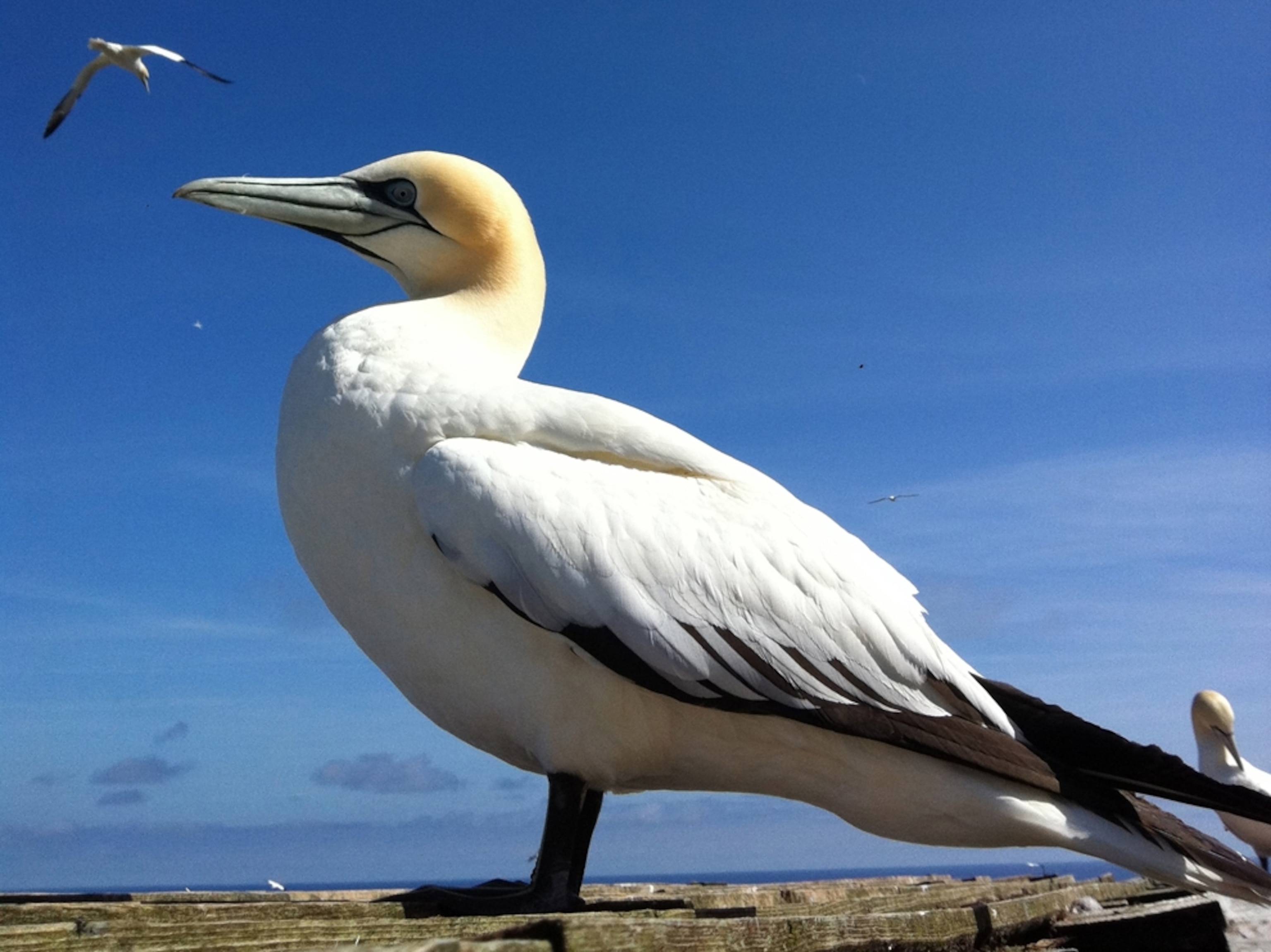 white bird on coast, Quebec
