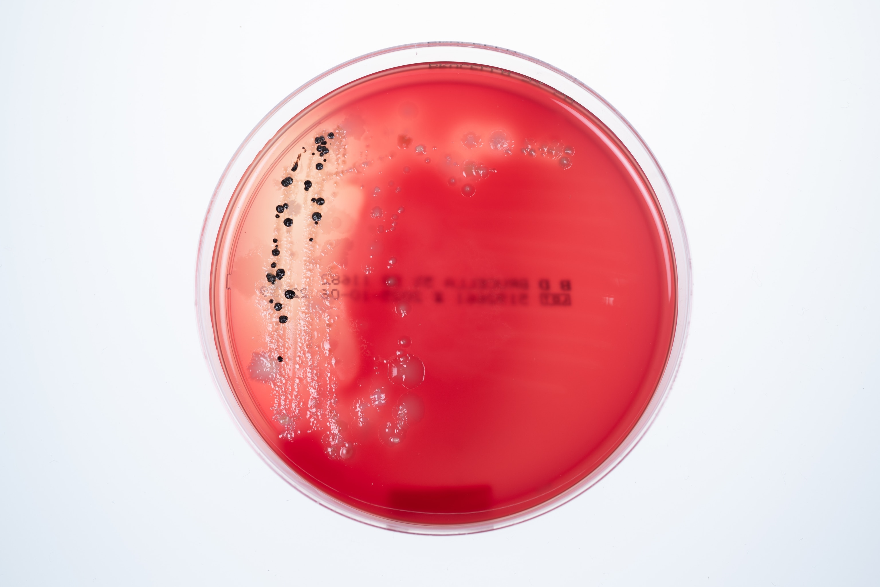 A red plate on a white background with with a black circular growths.
