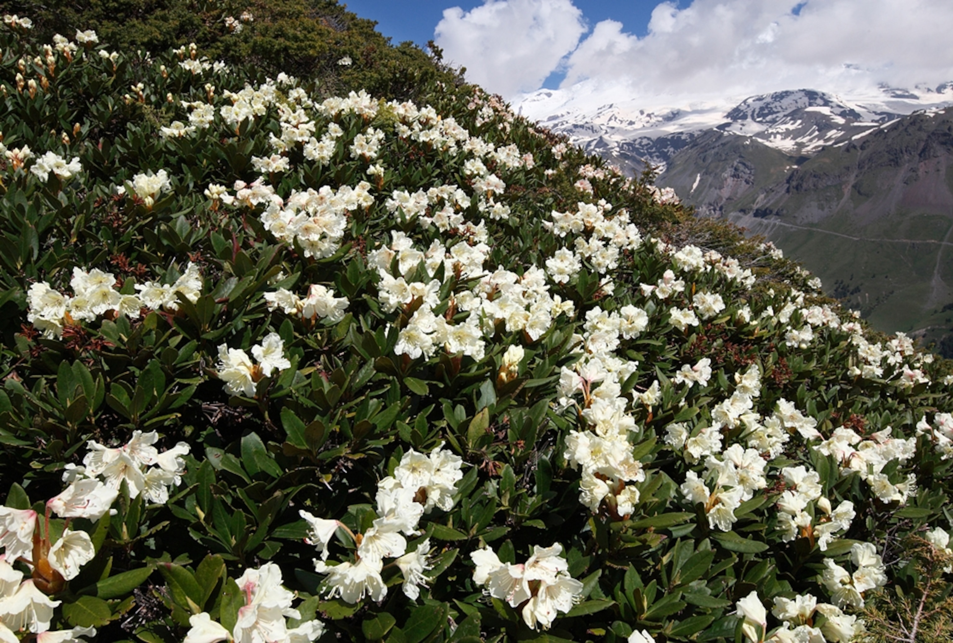 White flowers on a mountainside