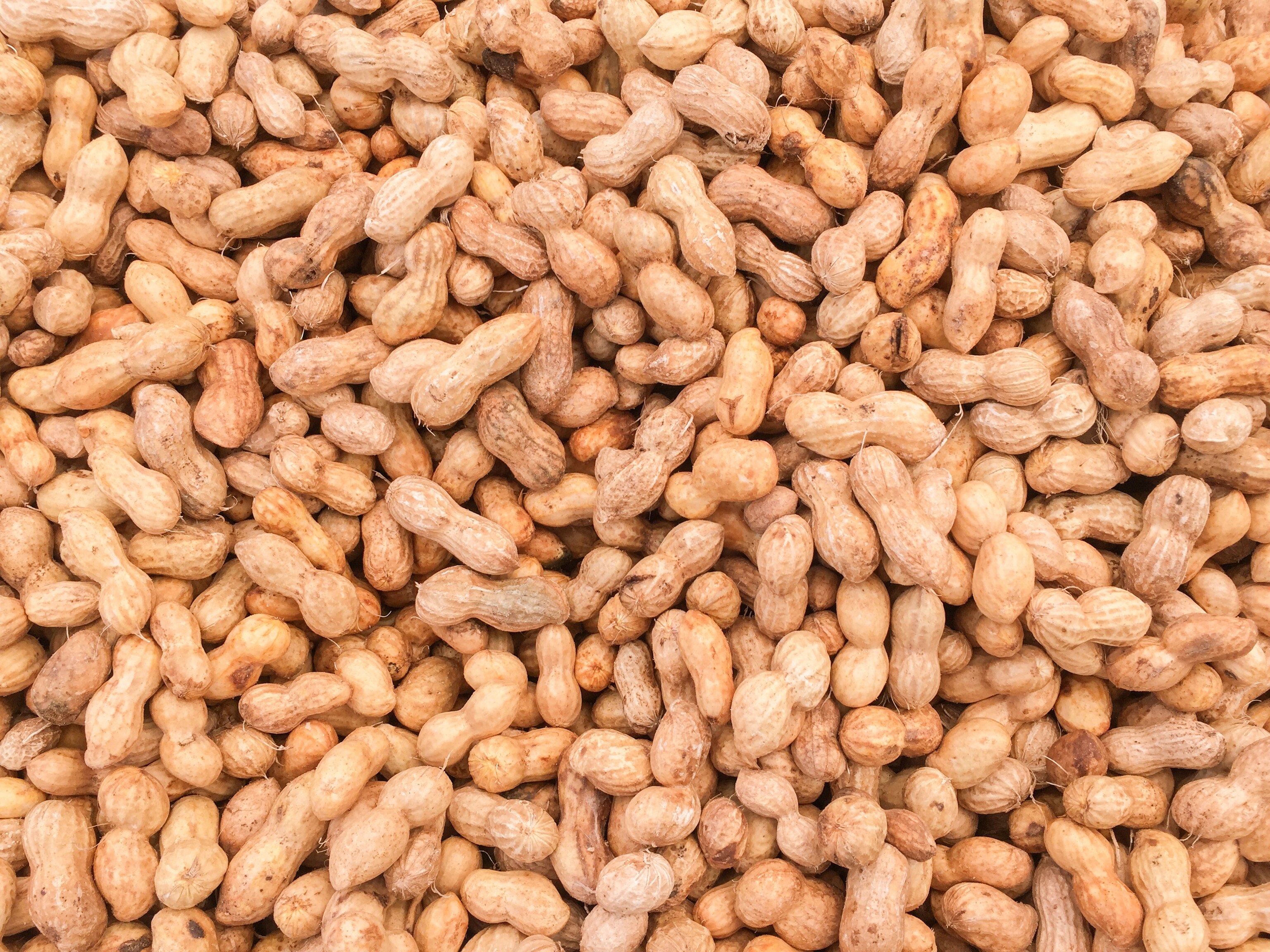 Peanuts in their shells
