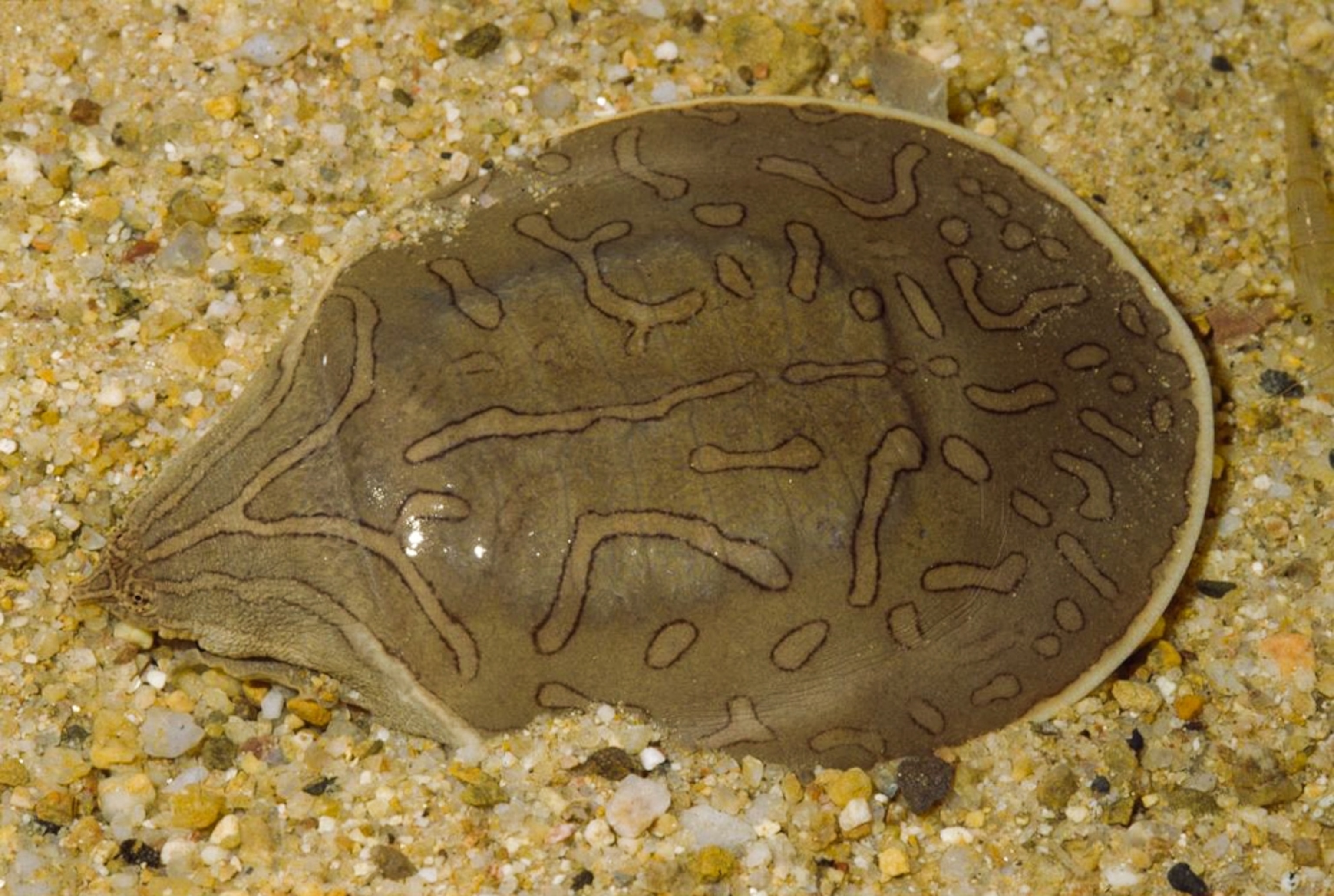 A softshell turtle hides in the sand