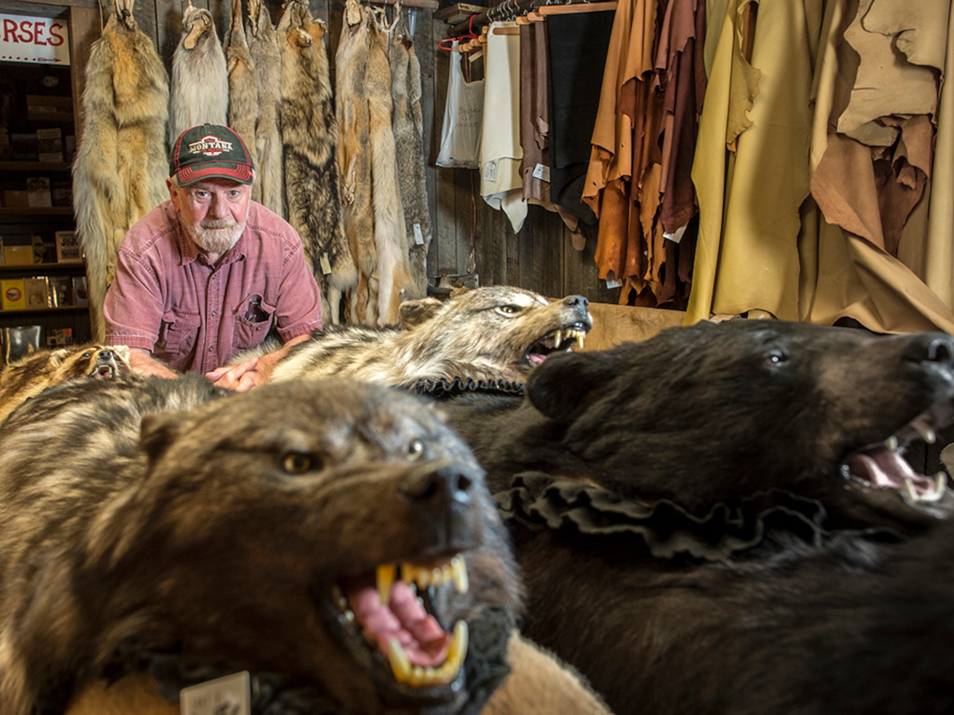 Montana Fur Trading owner Alan Gilham with furs in his shop in Martin City, Montana
