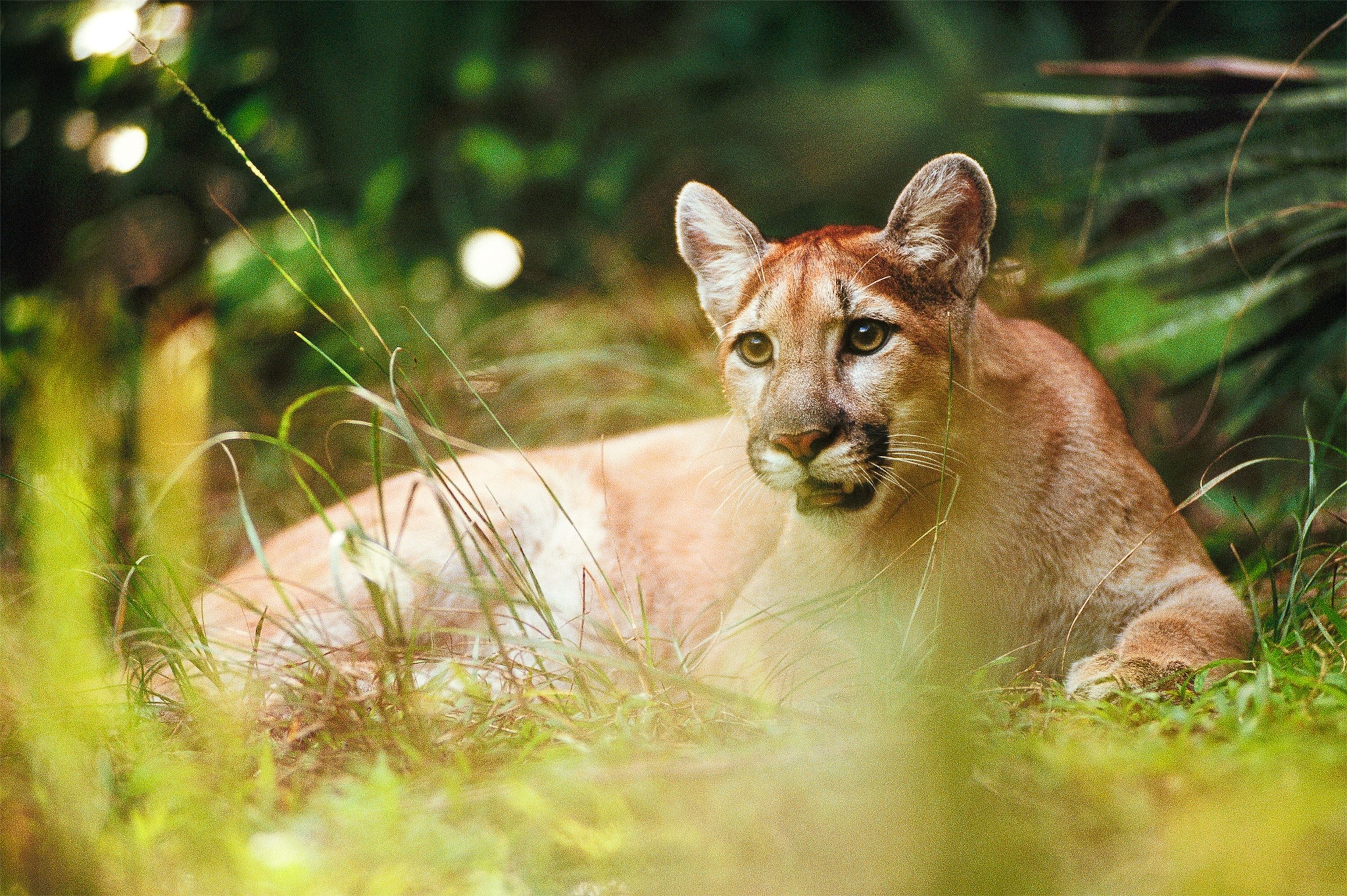 Florida panther picture