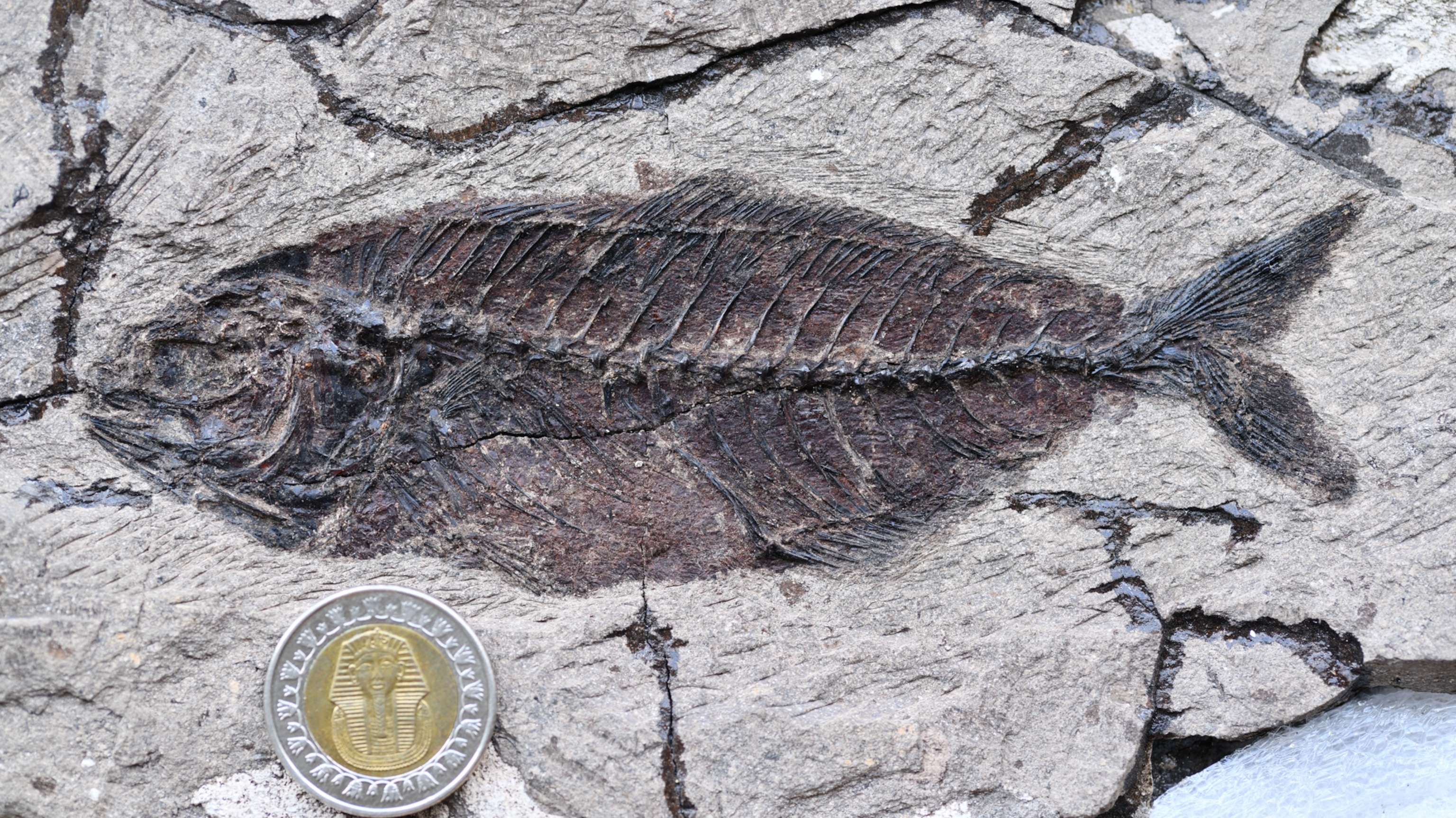 Fossilized fish embedded in rock, showcasing detailed bone structure. A coin for scale highlights the fossil's size
