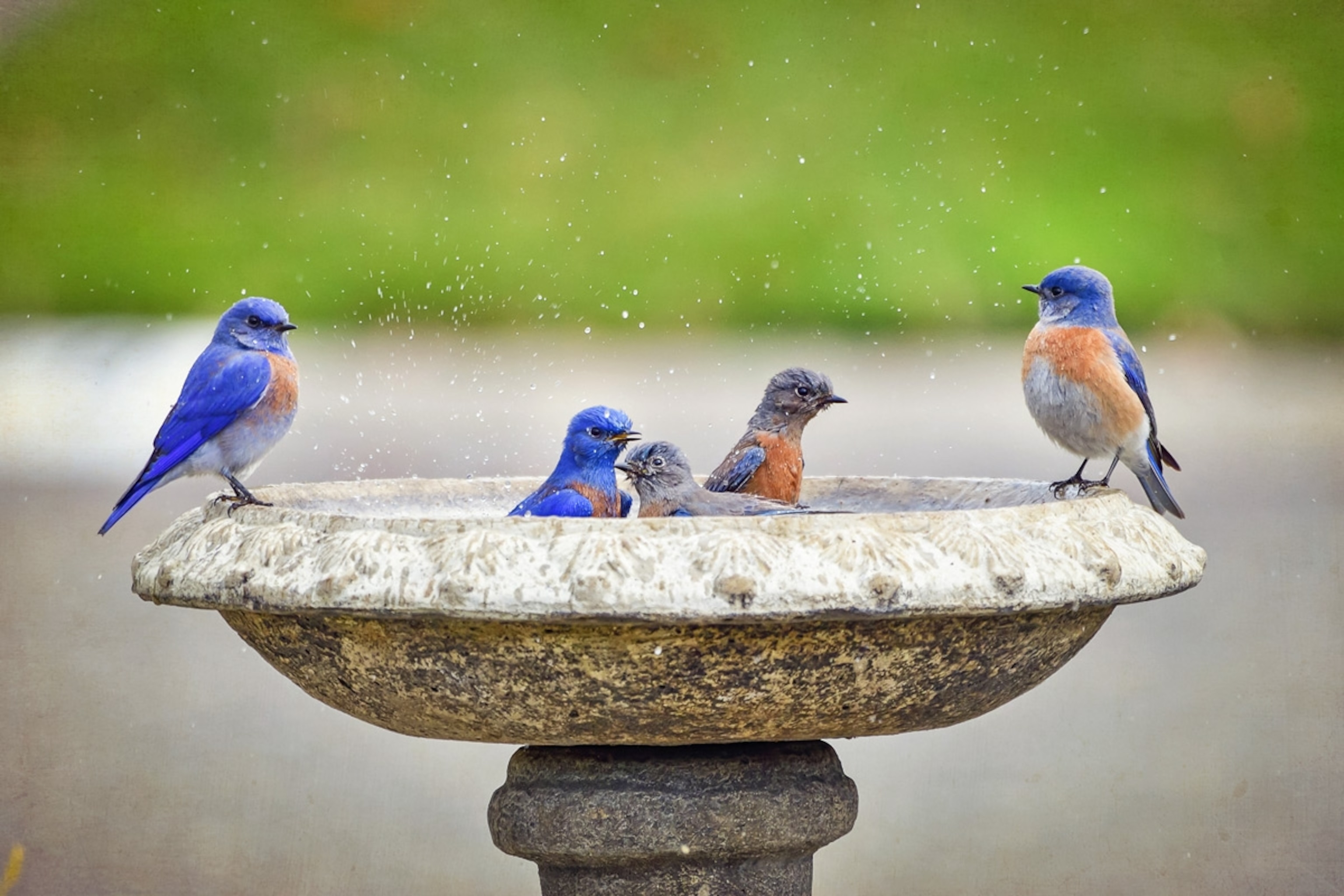 Group of Western Bluebirds enjoying a morning birdbath. Chico, California, United States
