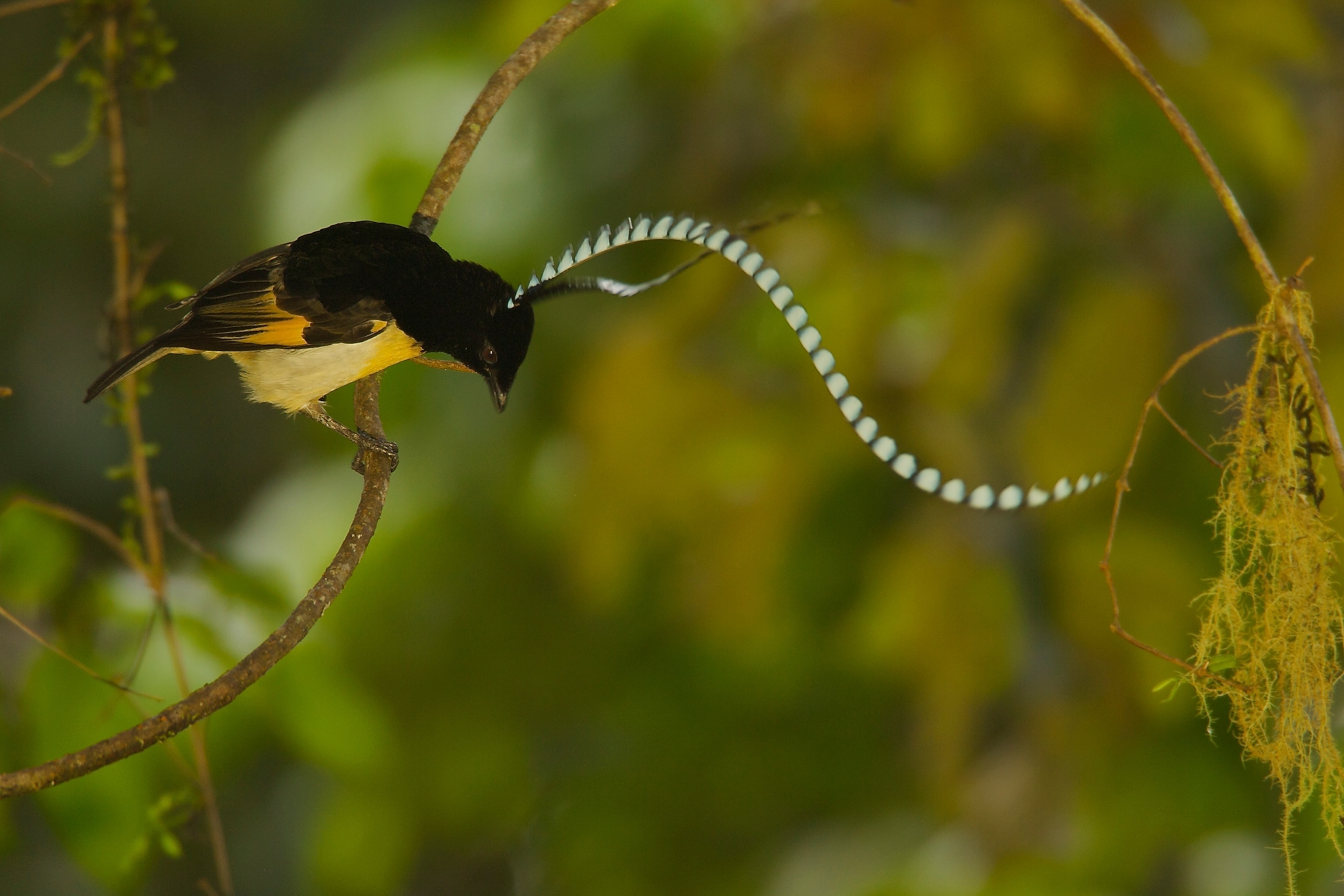 Adult male King of Saxony Bird of Paradise (Pteridophora alberti) performing a bouncing practice display that waves his head plumes.