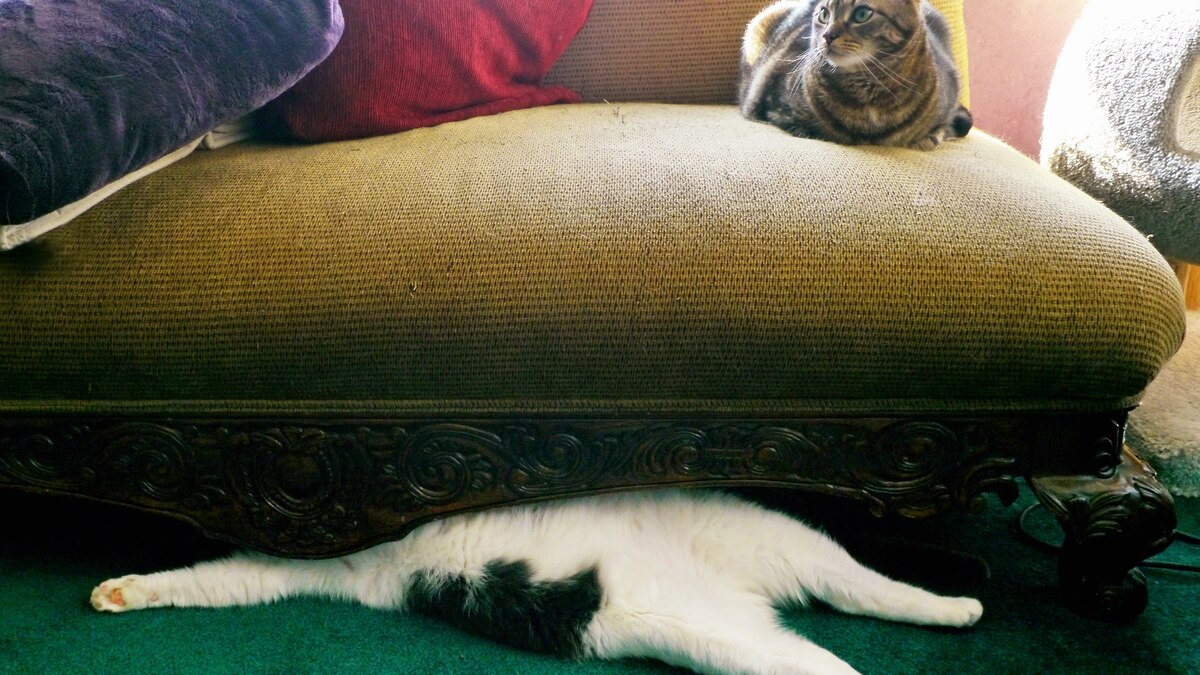 Why Does Your Cat Like Stinky Shoes?