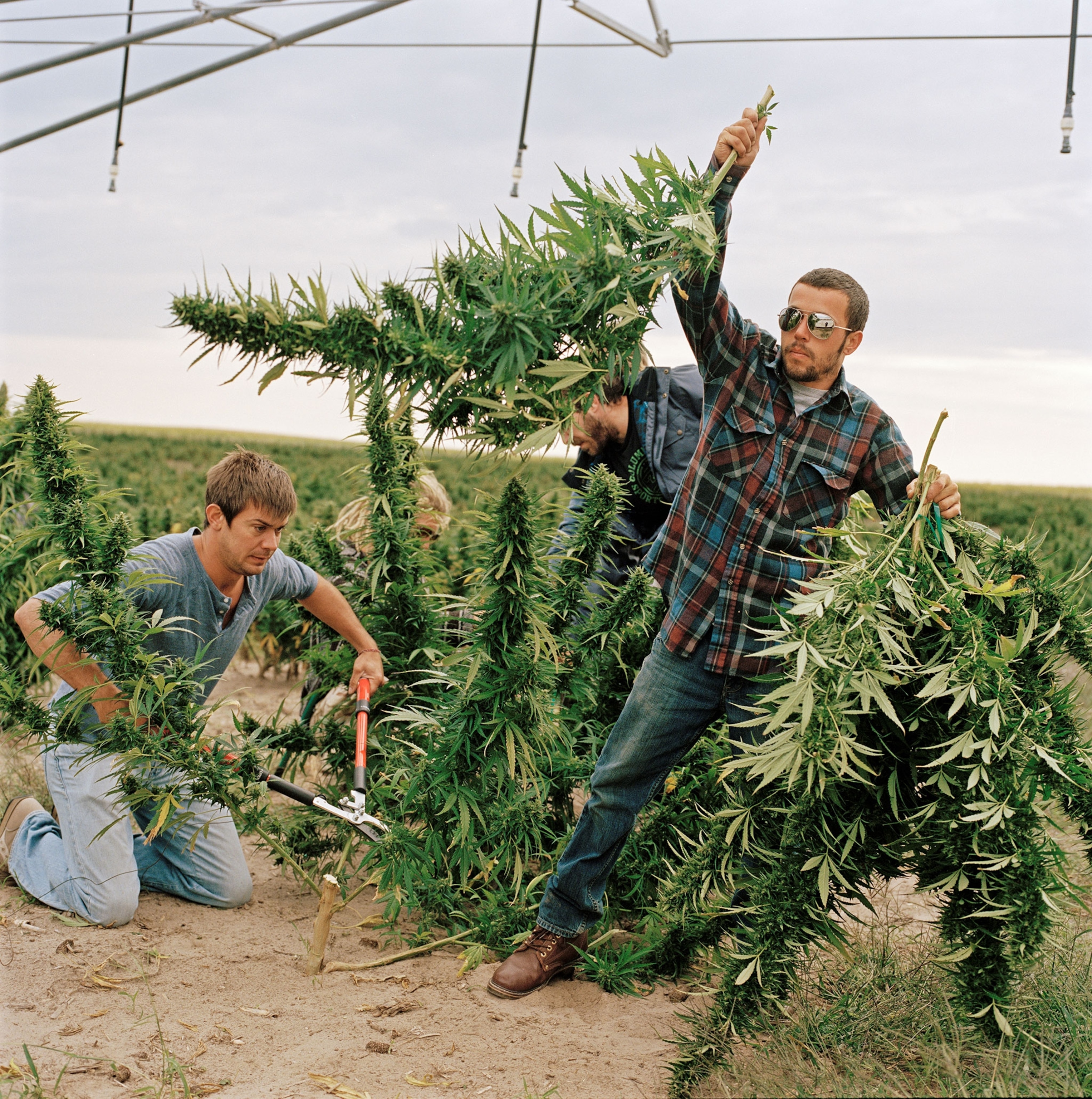 Organic Weed Marijuana Growers Go Green