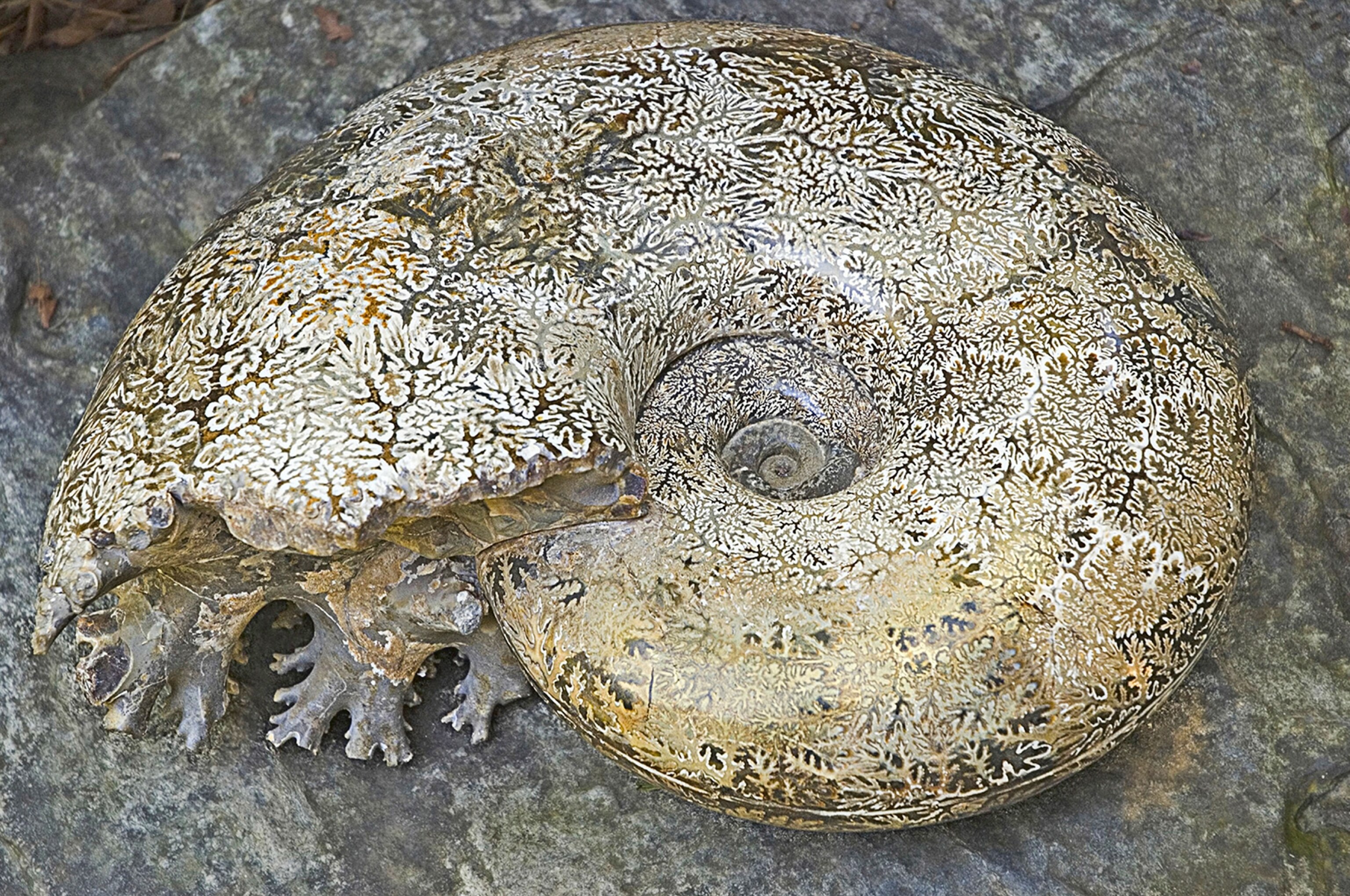 an ammonite fossil.