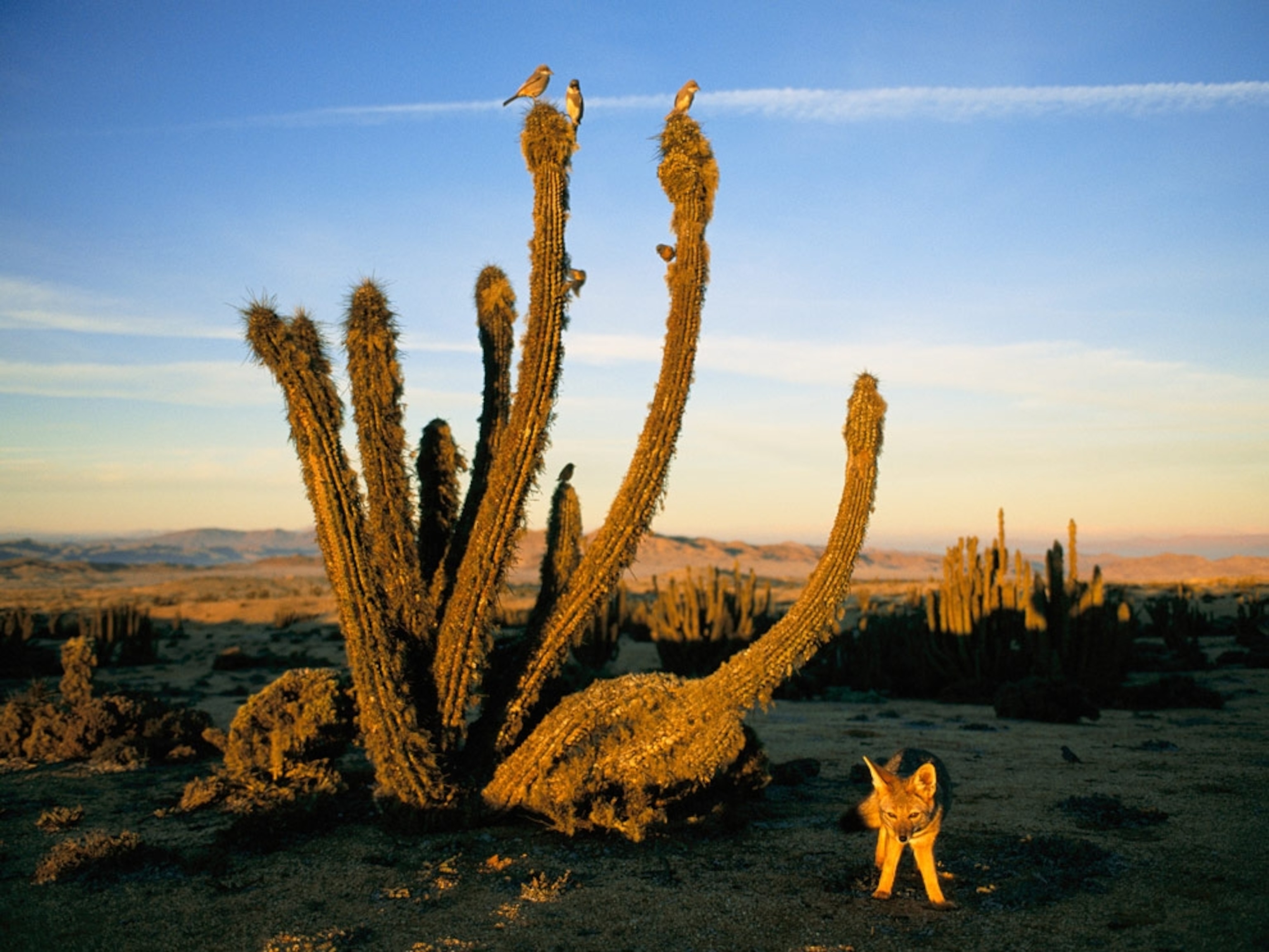 a fox in the Atacama Desert, Chile