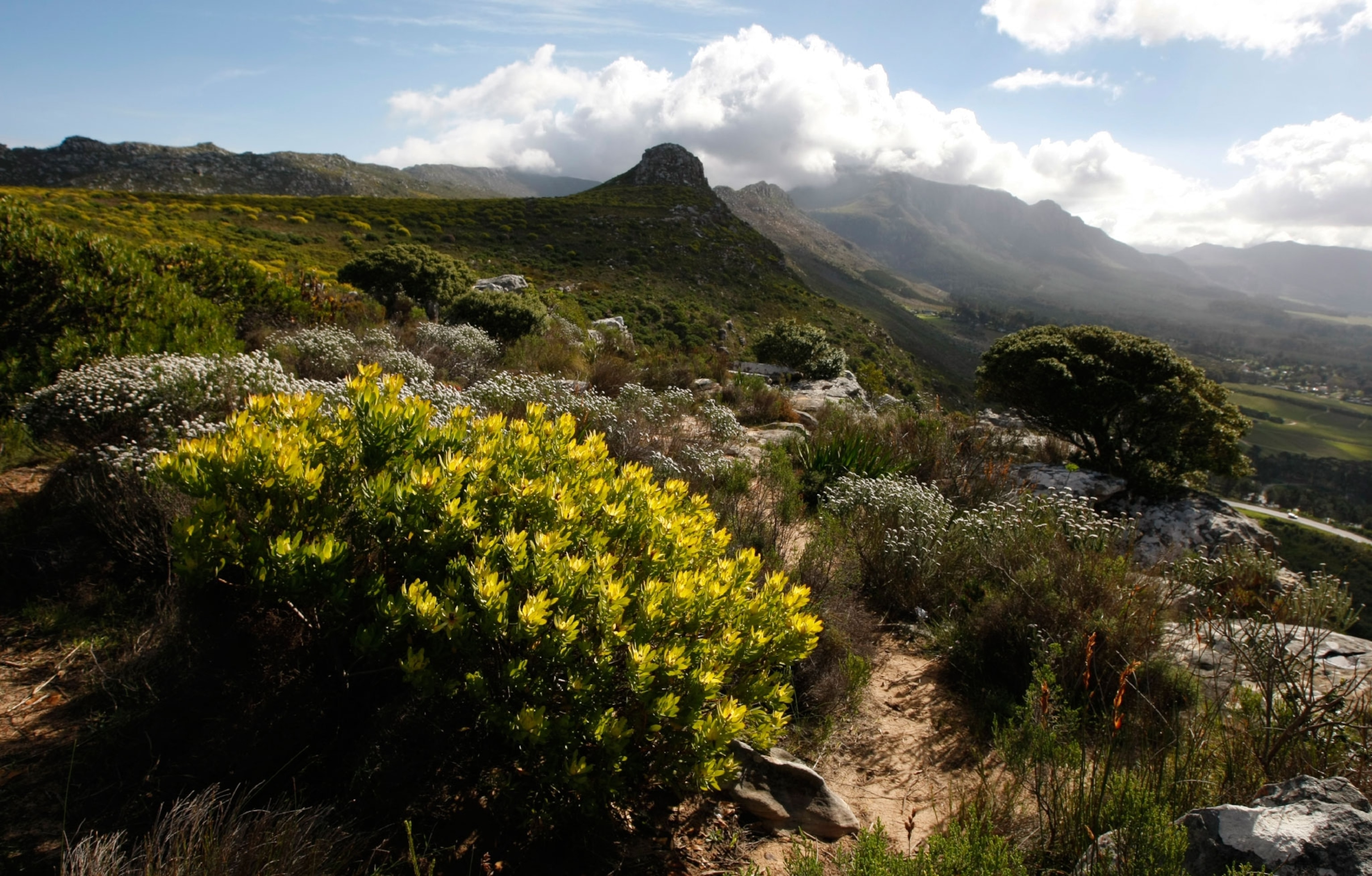 South Africa's Floral Kingdom