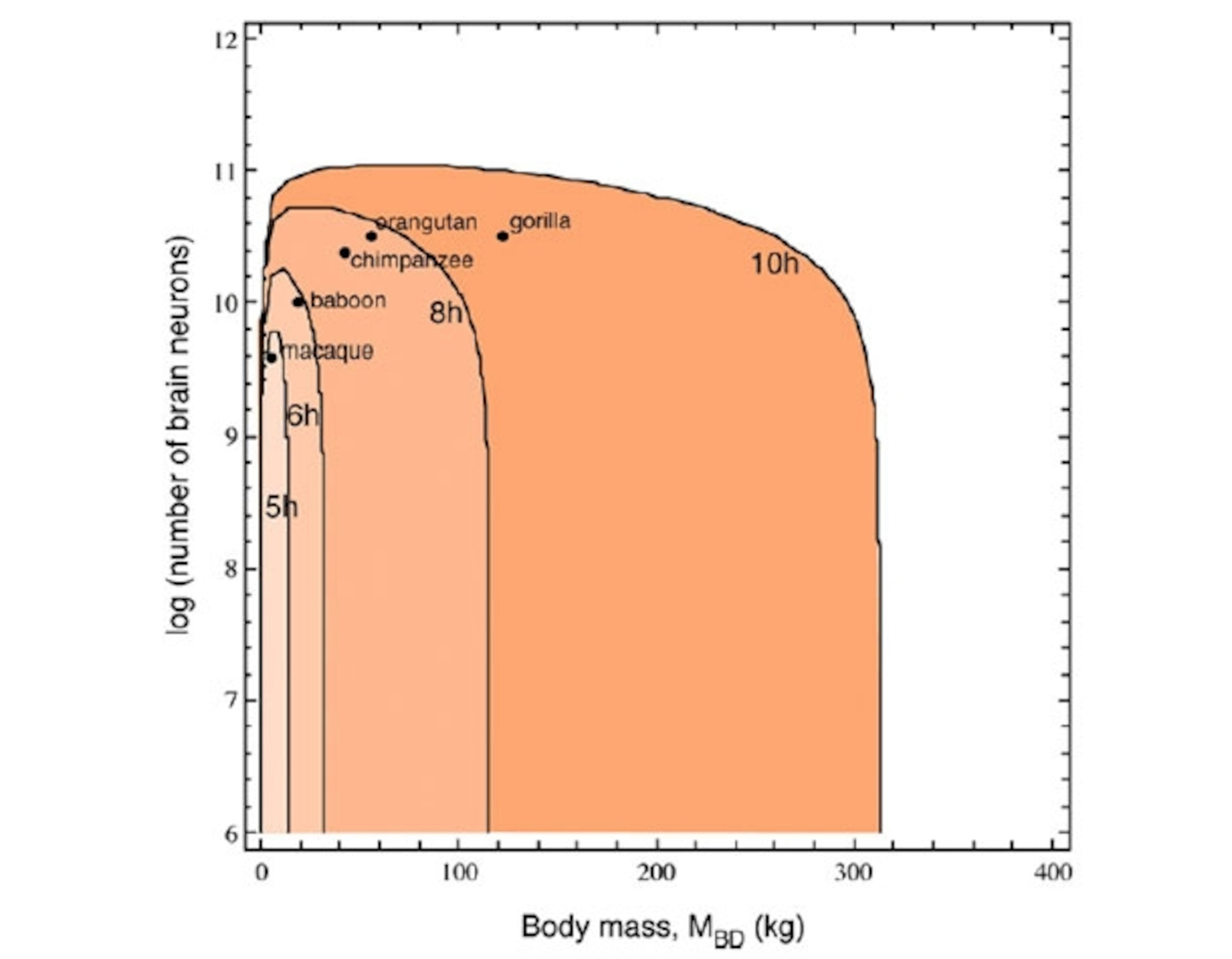 Bigger Brains, Bigger Minds?  The Australopithecine Brain Size Mystery Solved - plj5wu8