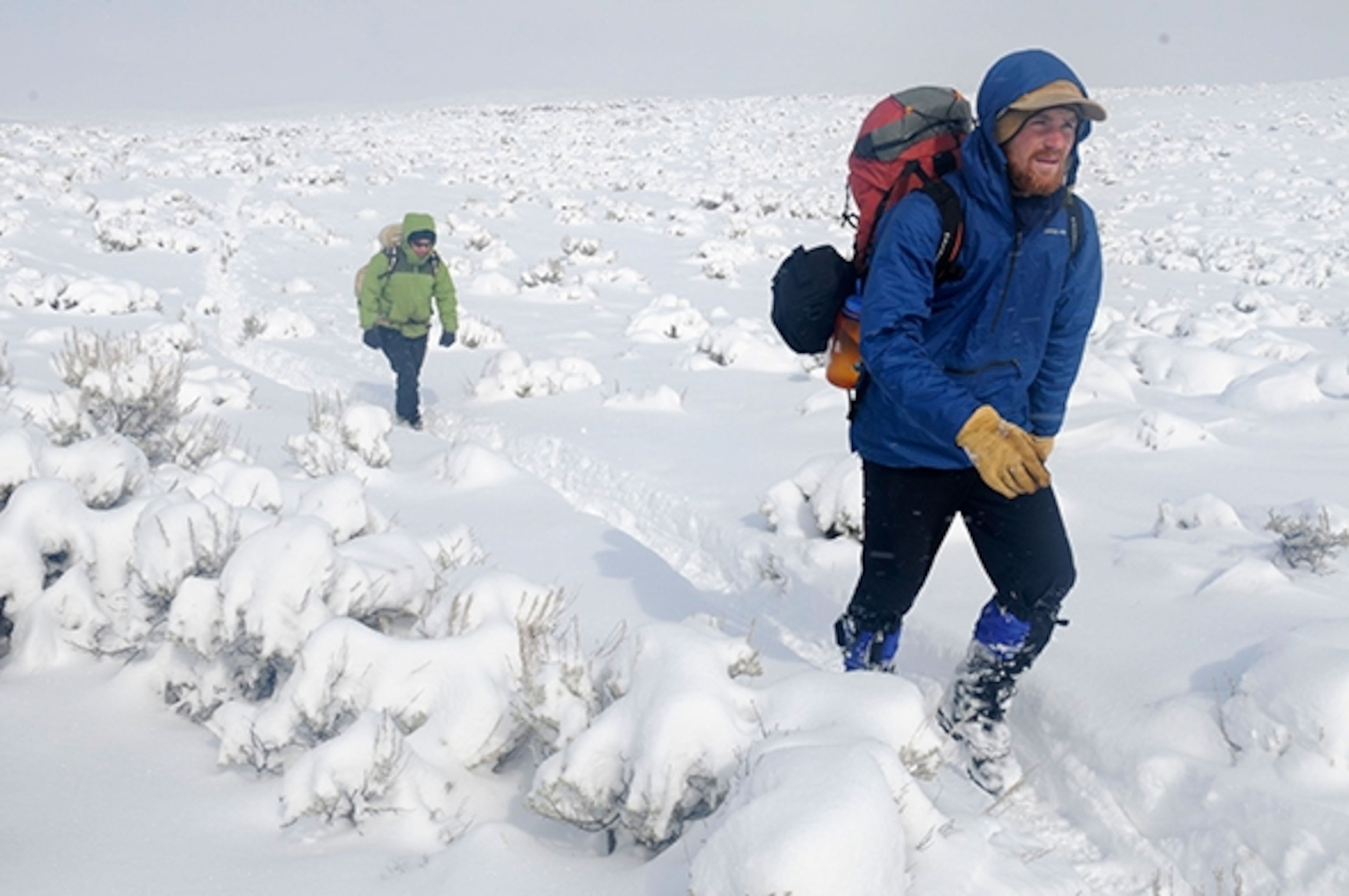Pronghorn antelope in western Wyoming. Grand Teton National Park pronghorn migration, this herd of 400 pronghorn form the longest land mammal migration in the USA.