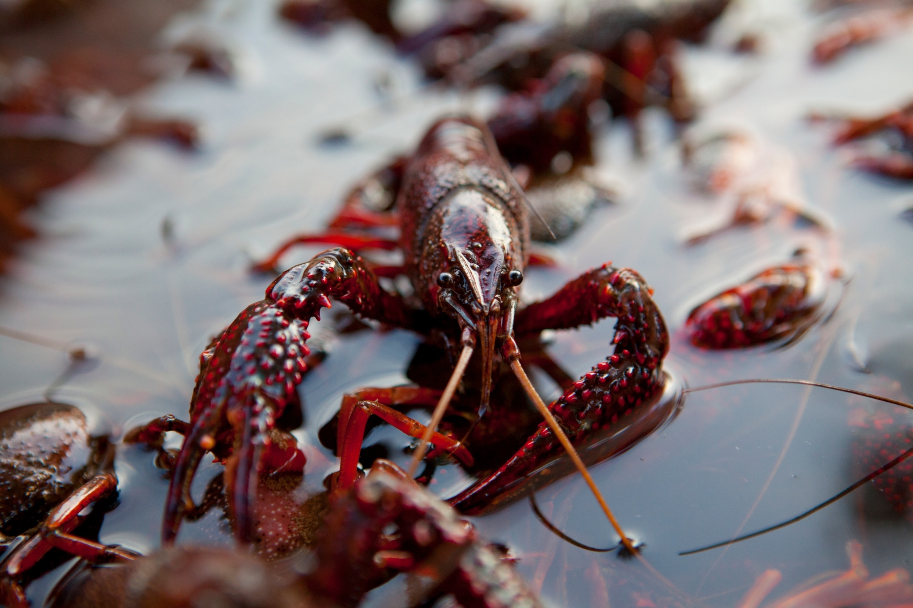 Crawfish crawls along the surface of a tub before being put in a pot for boiling.