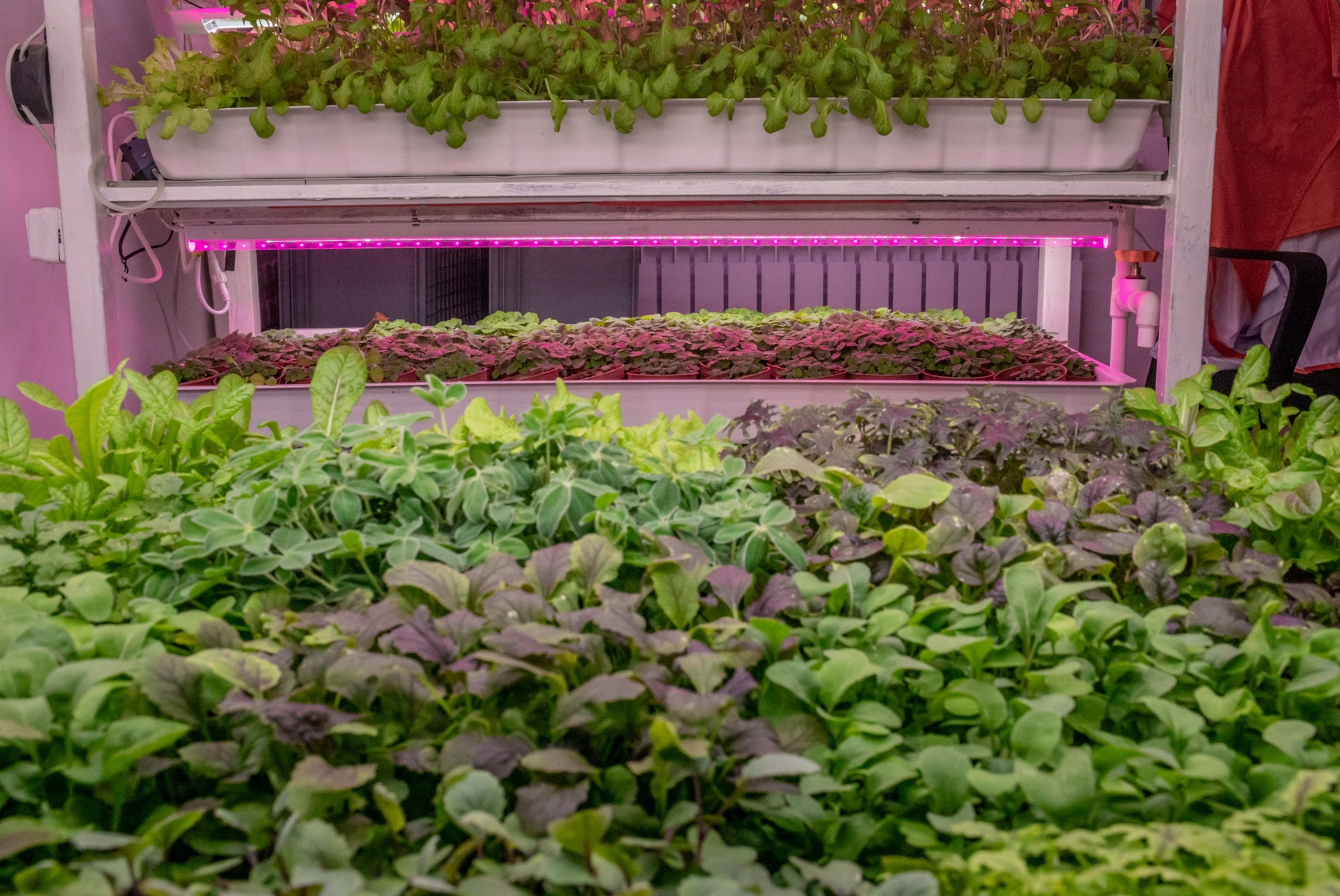 Lush plants under artificial lights.