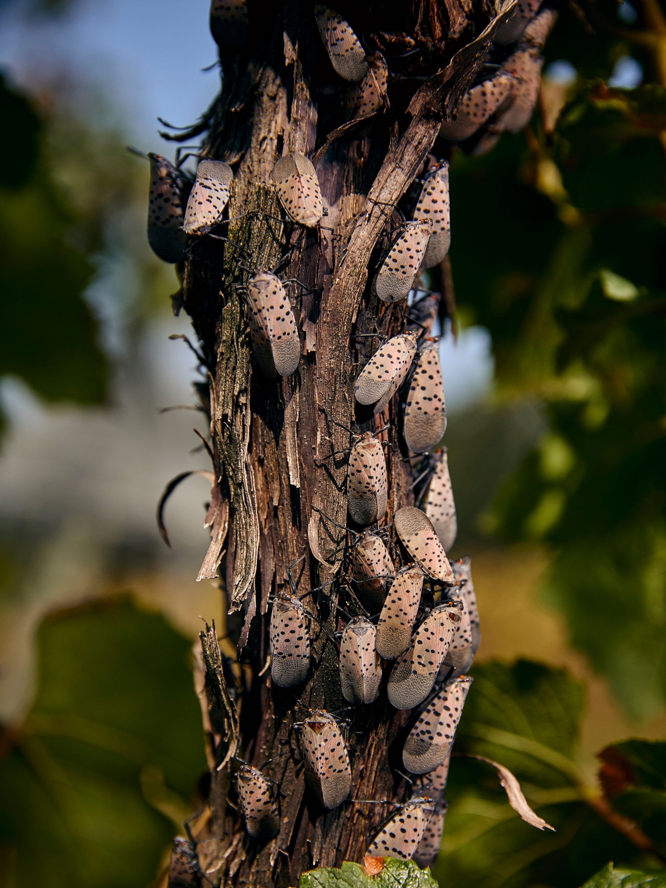 A large number of winged bugs with dark spots sit on a tree branch, covering the exterior almost entirely.