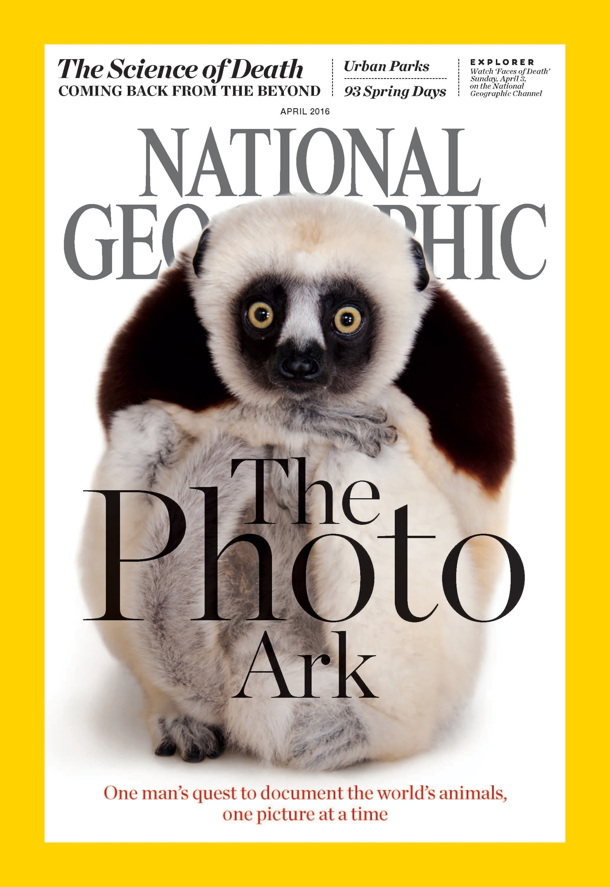 A Coquerel’s sifaka photographed by National Geographic Explorer Joel Sartore at the Houston Zoo. With so many Photo Ark animals to choose from, National Geographic editors couldn’t decide on one cover, so they made 10.