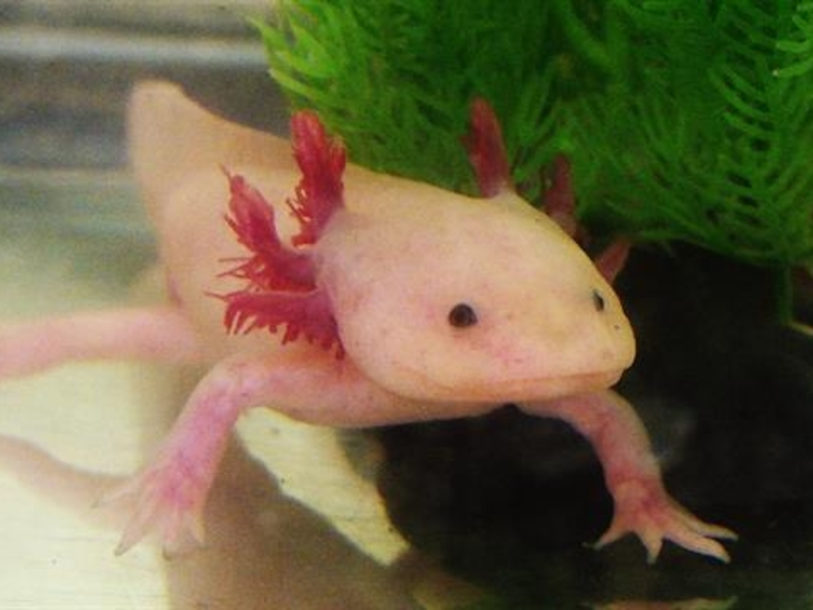 Normal Axolotl