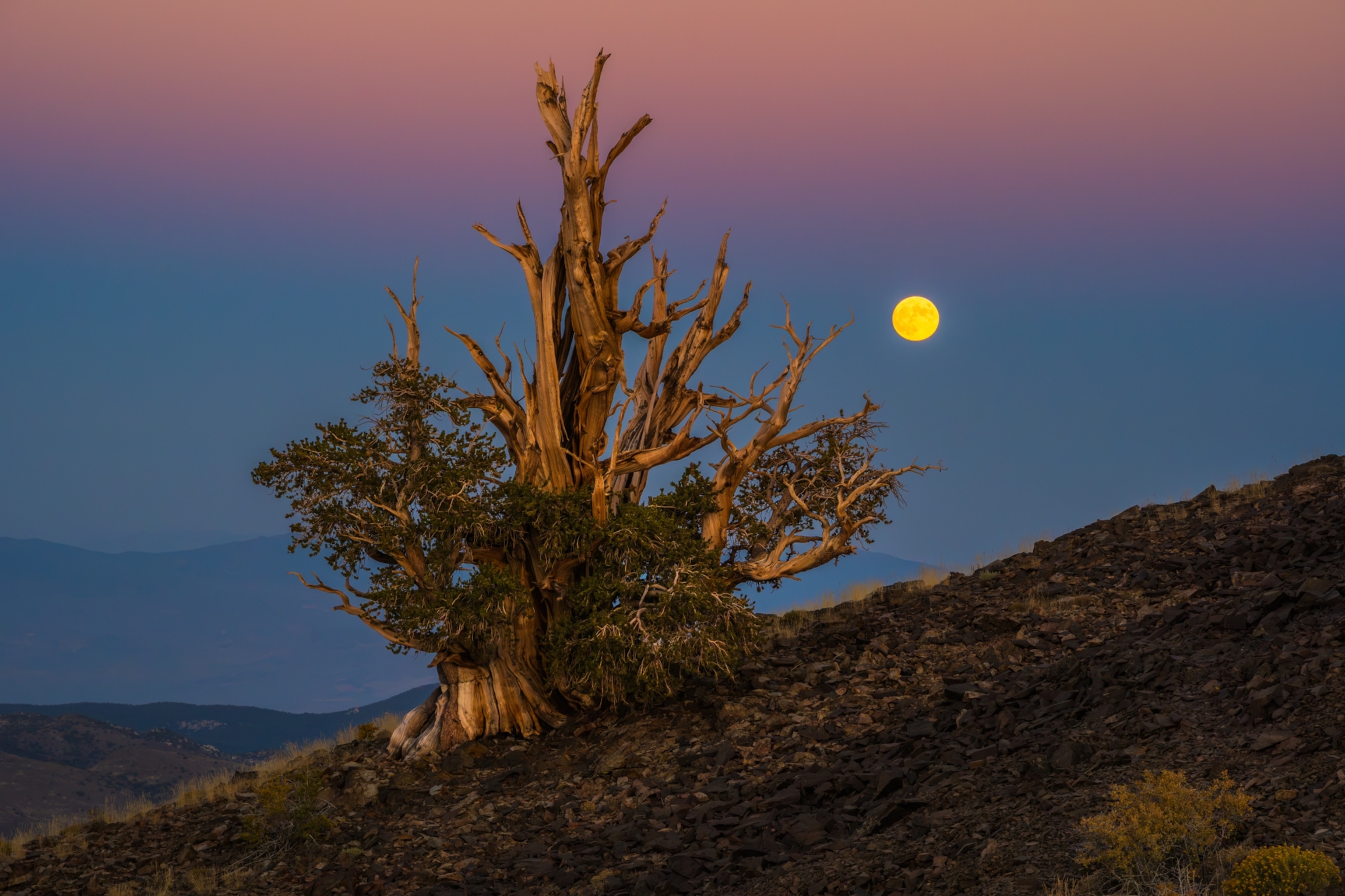 Supermoon is seen behind a Bristlecone