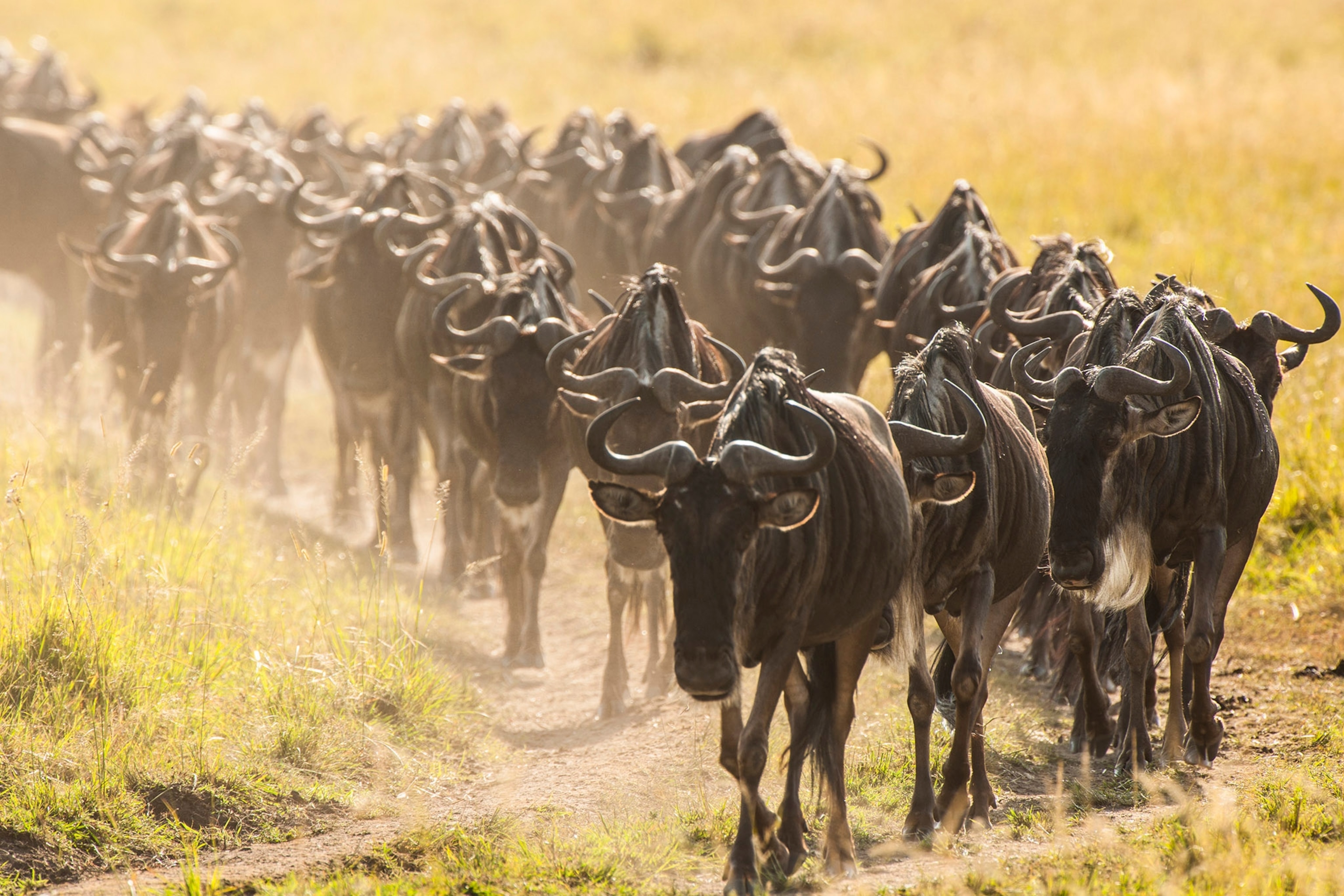 A line of wildebeests trek across a dirt path cutting through yellow-green grass