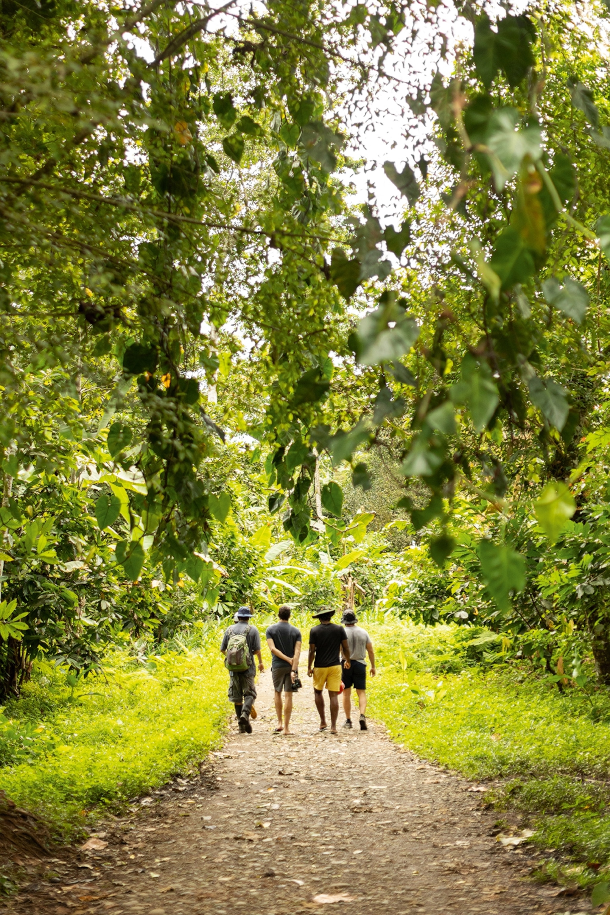 A small group wandering on a muddy path through a rainforest.