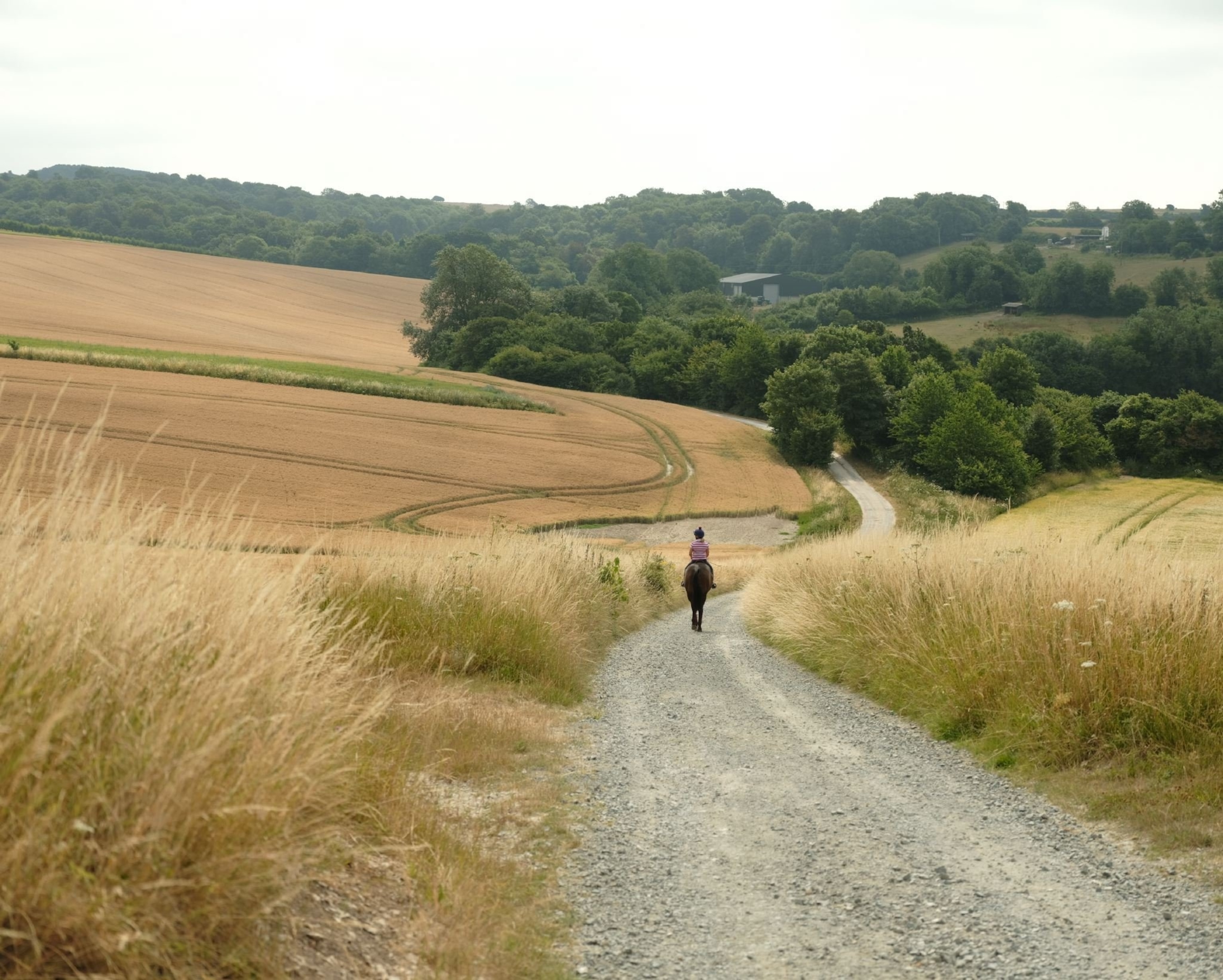 horse and rider on the Wiston Estate and vineyards, England