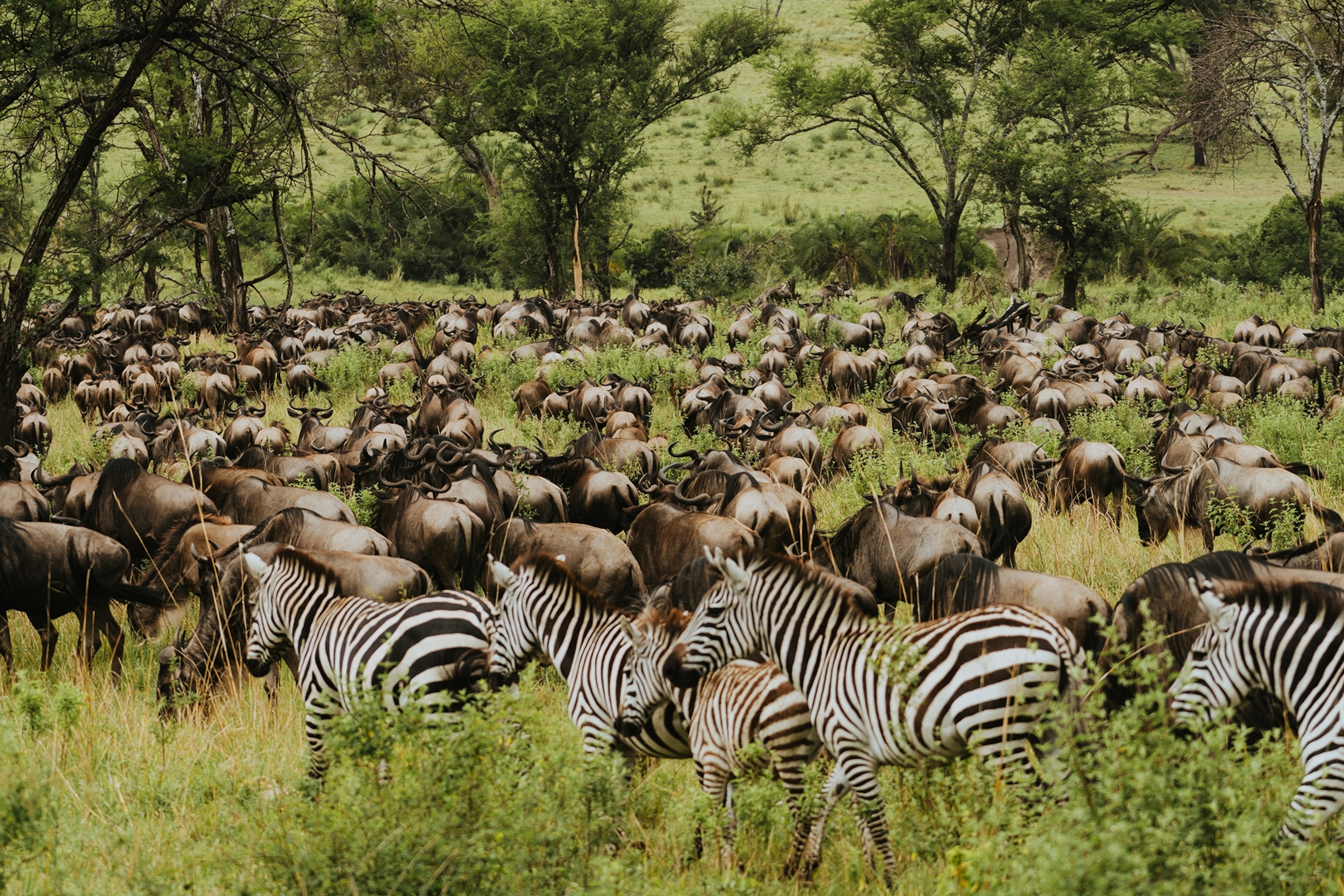 Several zebra join a herd of wildebeest travelling across the green plains of the Serengeti.