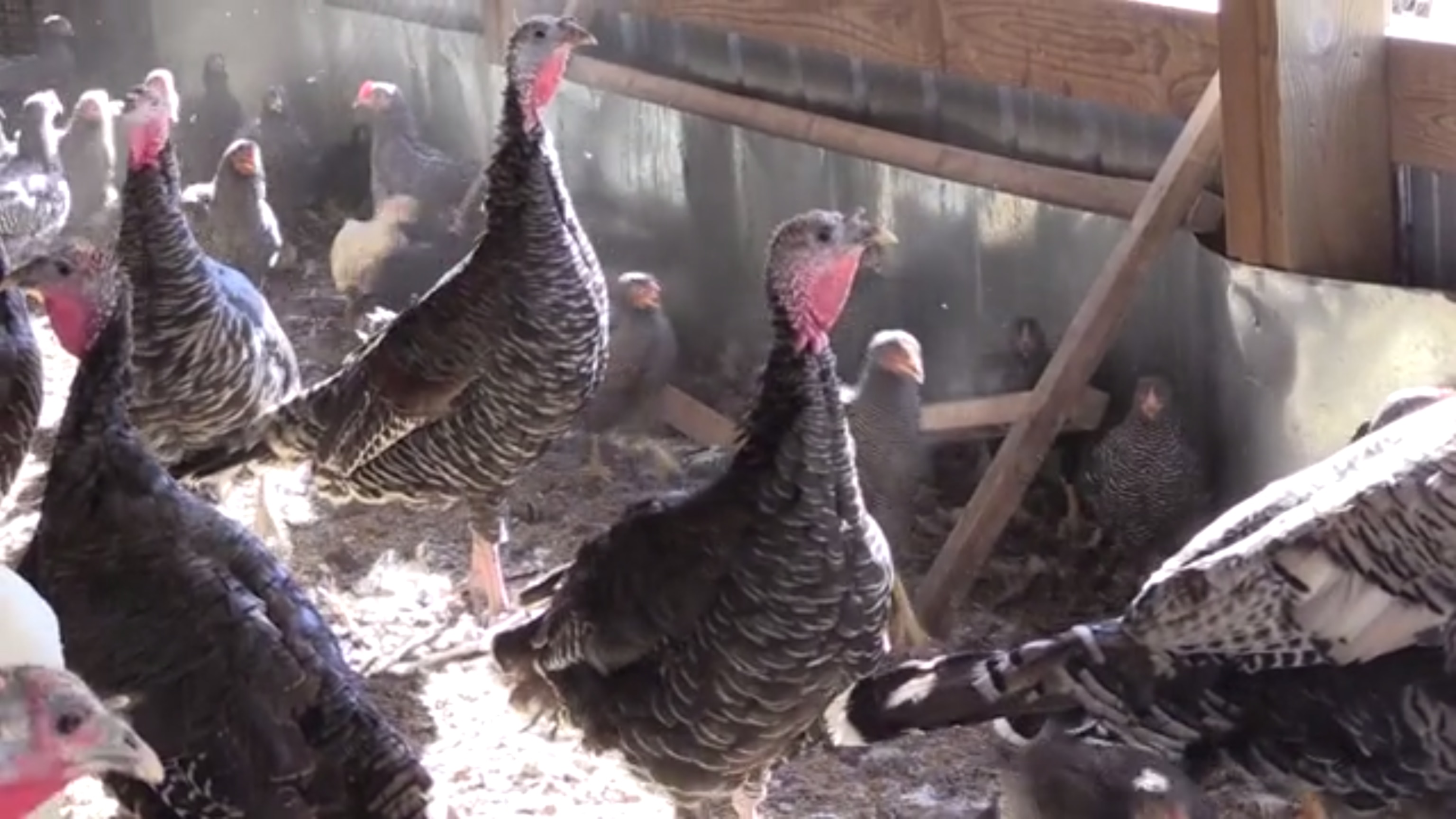 Unique breeds of chickens roam around the barn on the Good Shepherd Poultry Ranch.