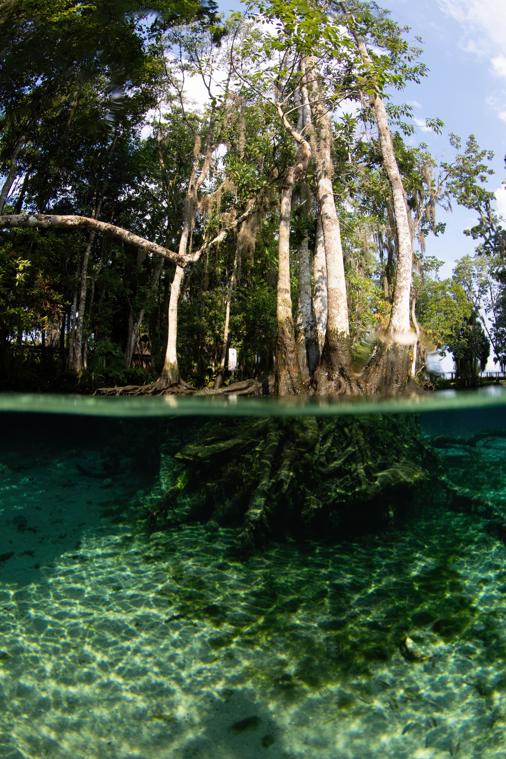 Inside the Crystal River – Florida