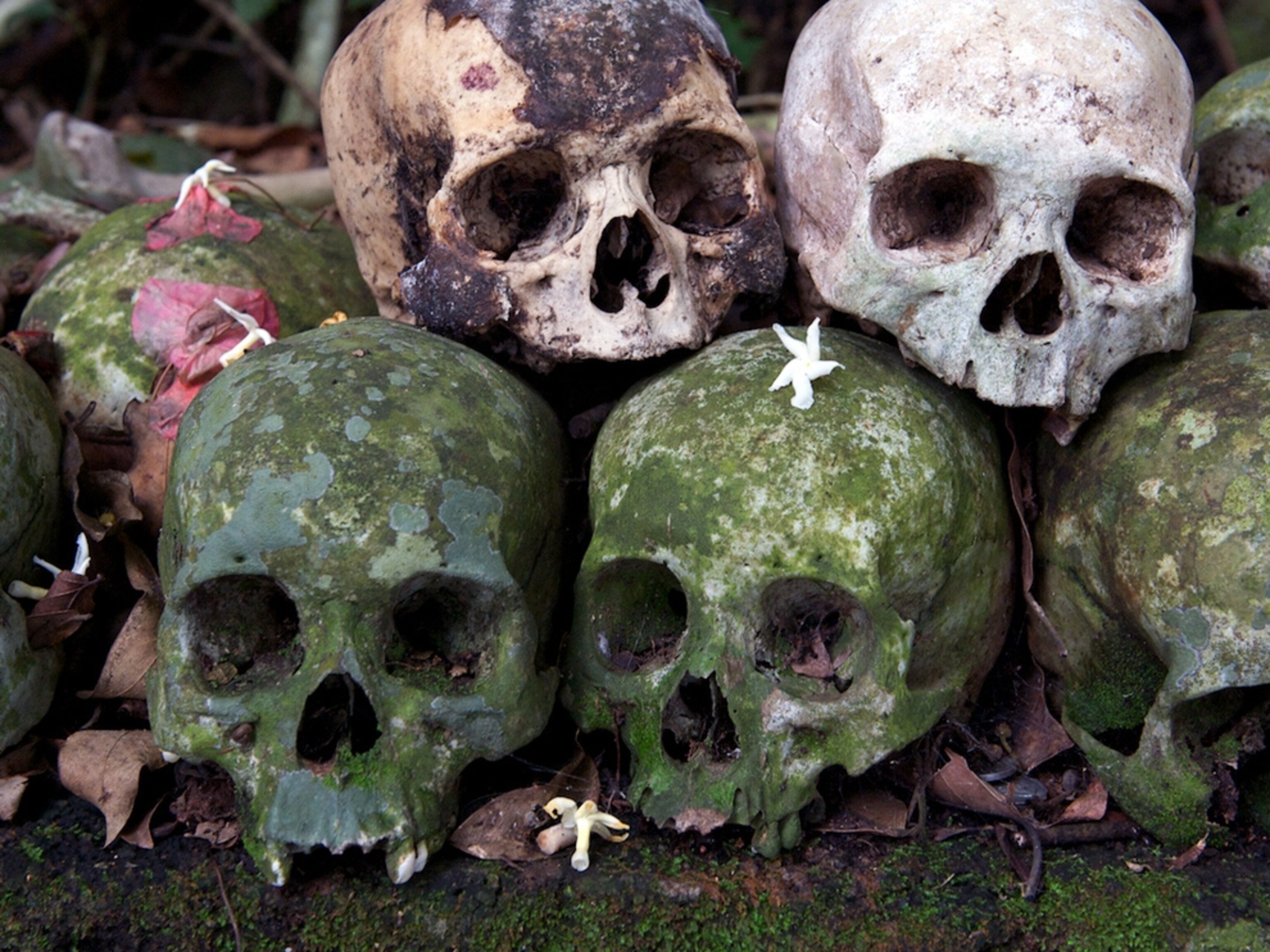 skulls at the base of a banyan tree in Bali