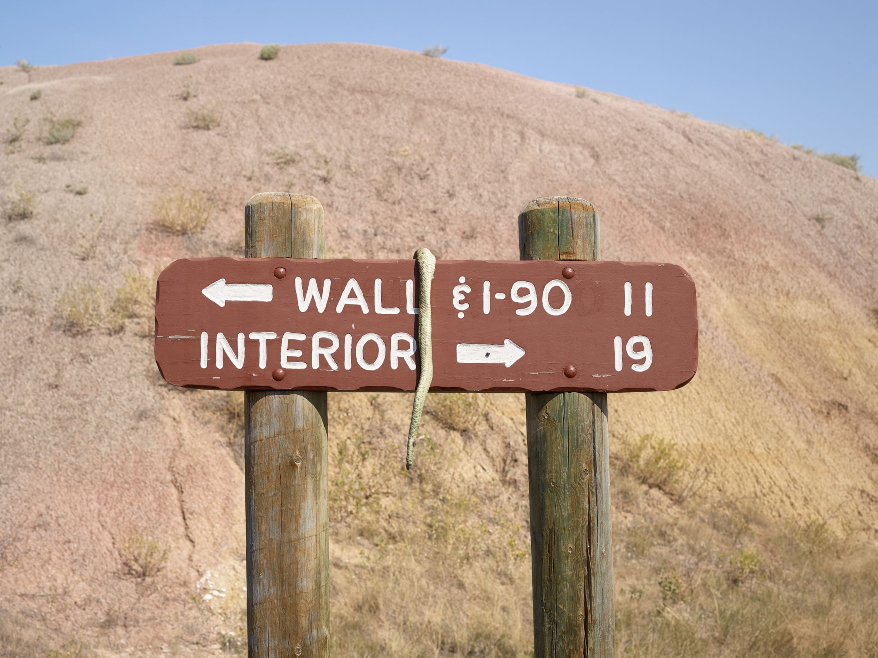a dead snake draped over a direction sign in the Badlands