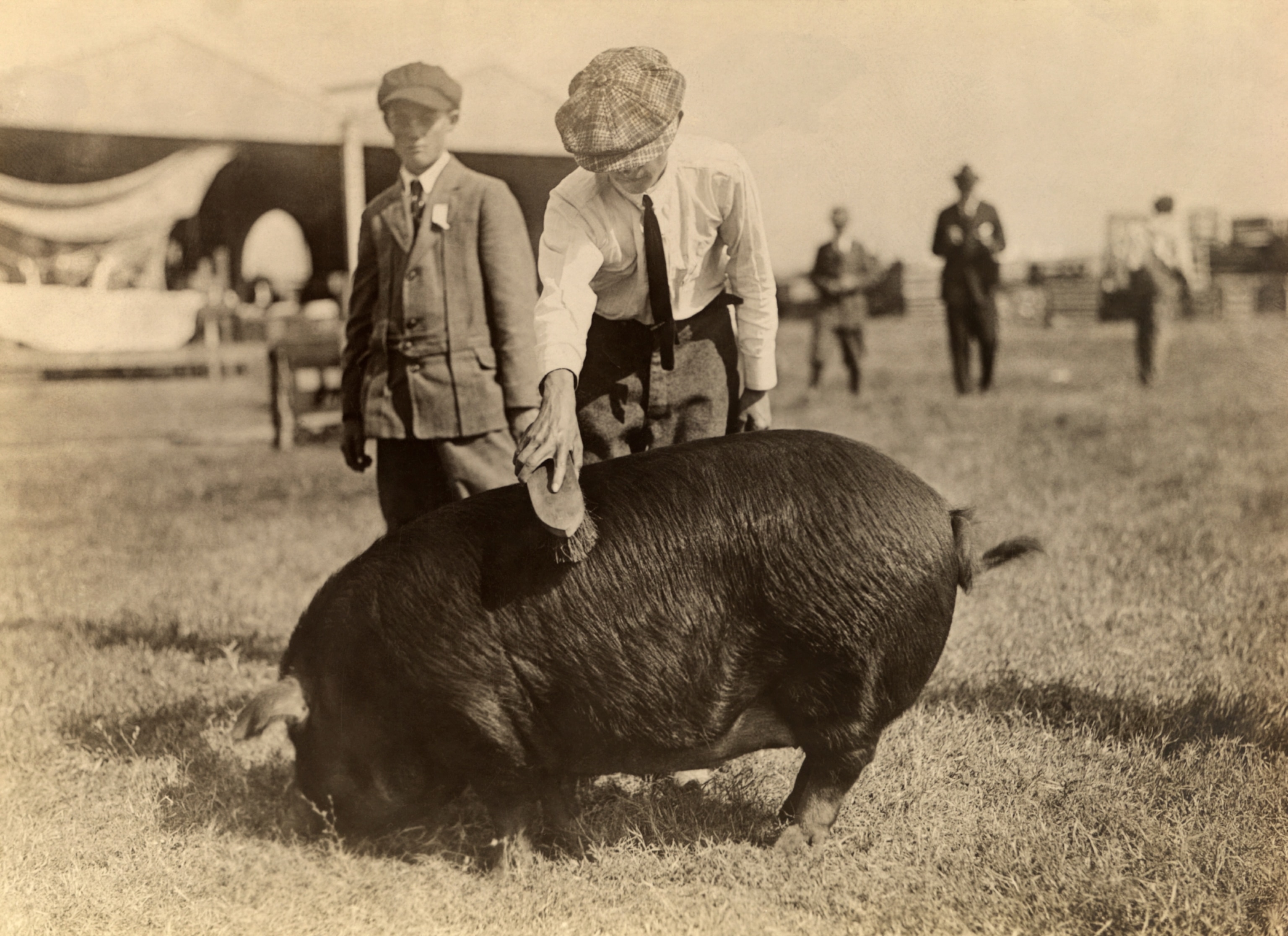 2 boys and a pig at a state fair