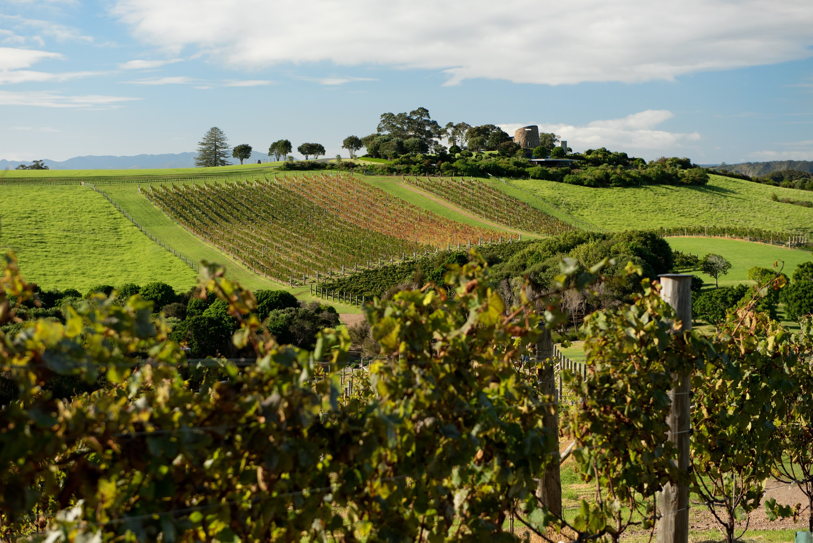 a vineyard in New Zealand