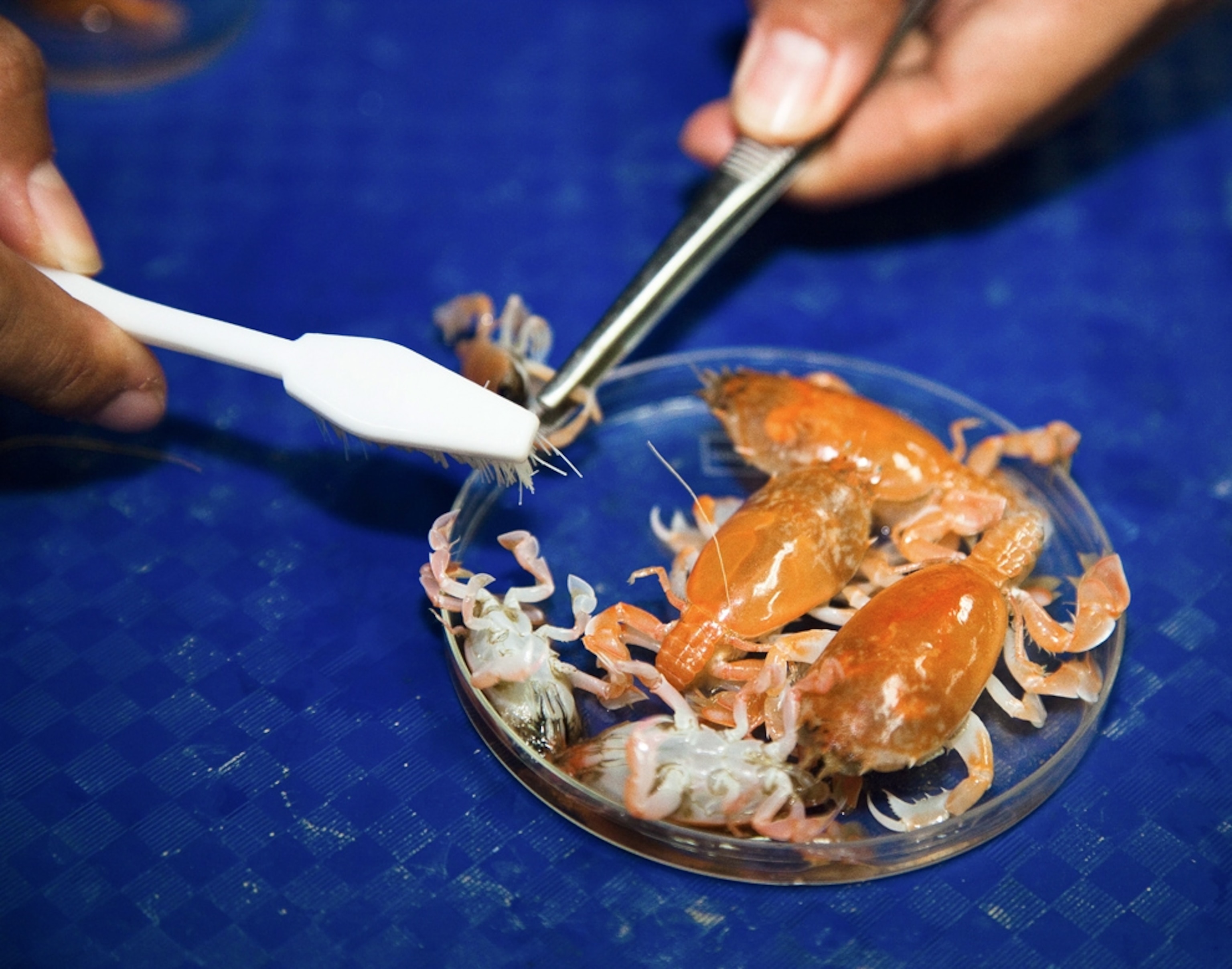 various crustaceans found in the South China Sea