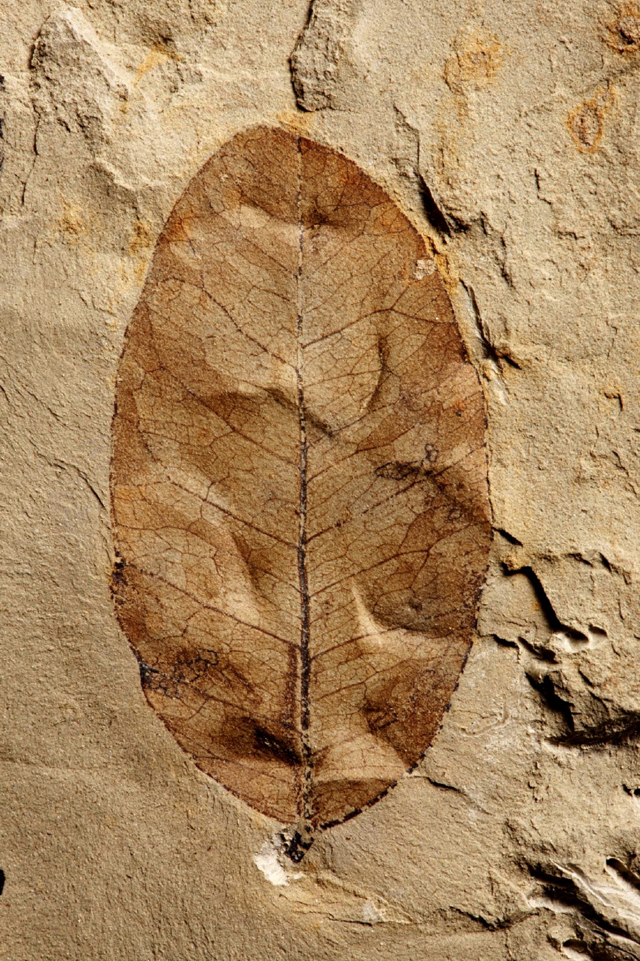 Machaerium, a leaf fossil from the Paleocene-Eocene Thermal Maximum (PETM) is related to the bean family. The exquisitely preseverd 55.8 million-year-old fossil from Wyoming is from the collection of biologist Scott Wing at the Smithsonian National Museum of Natural History in Washington, D.C.