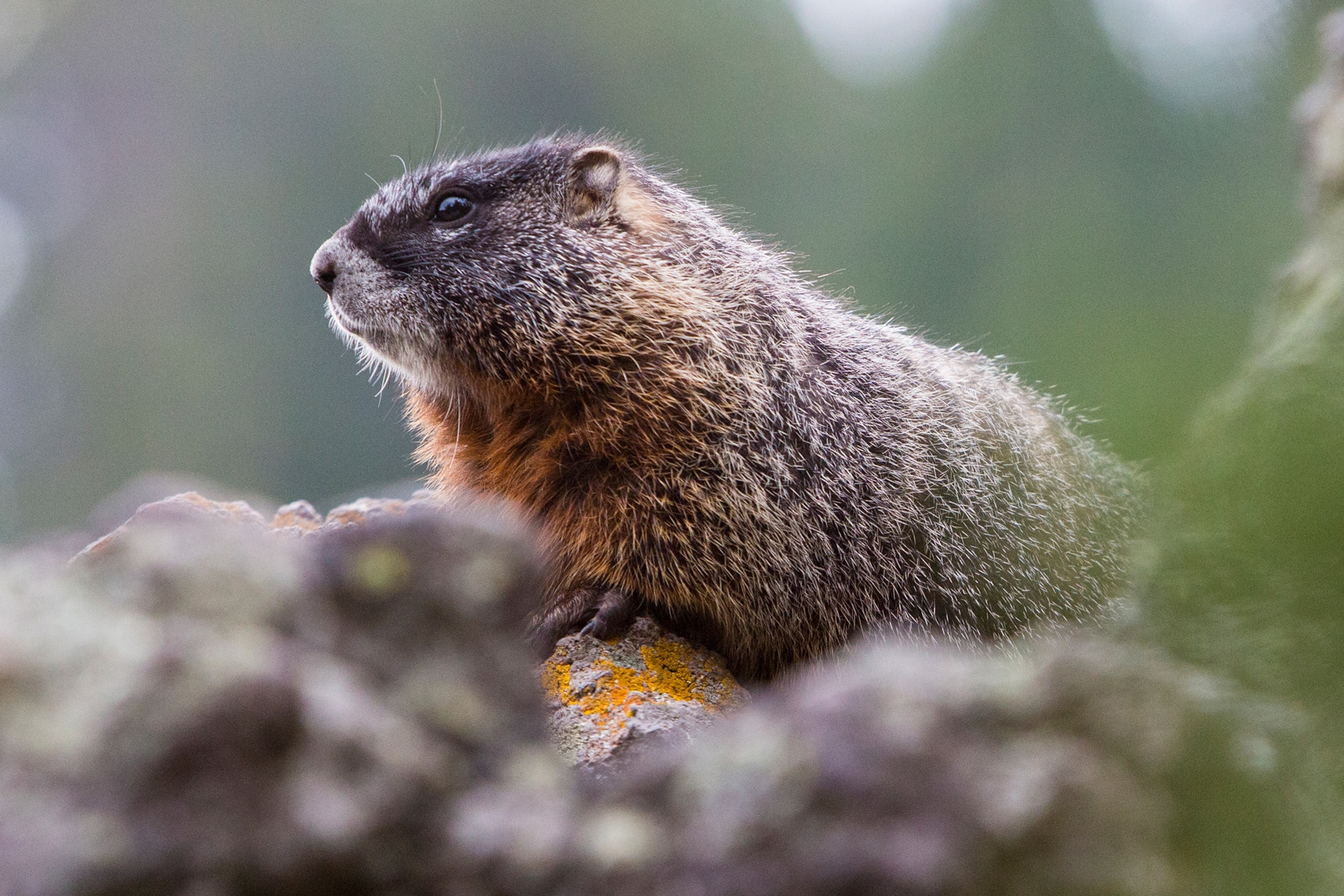 marmot