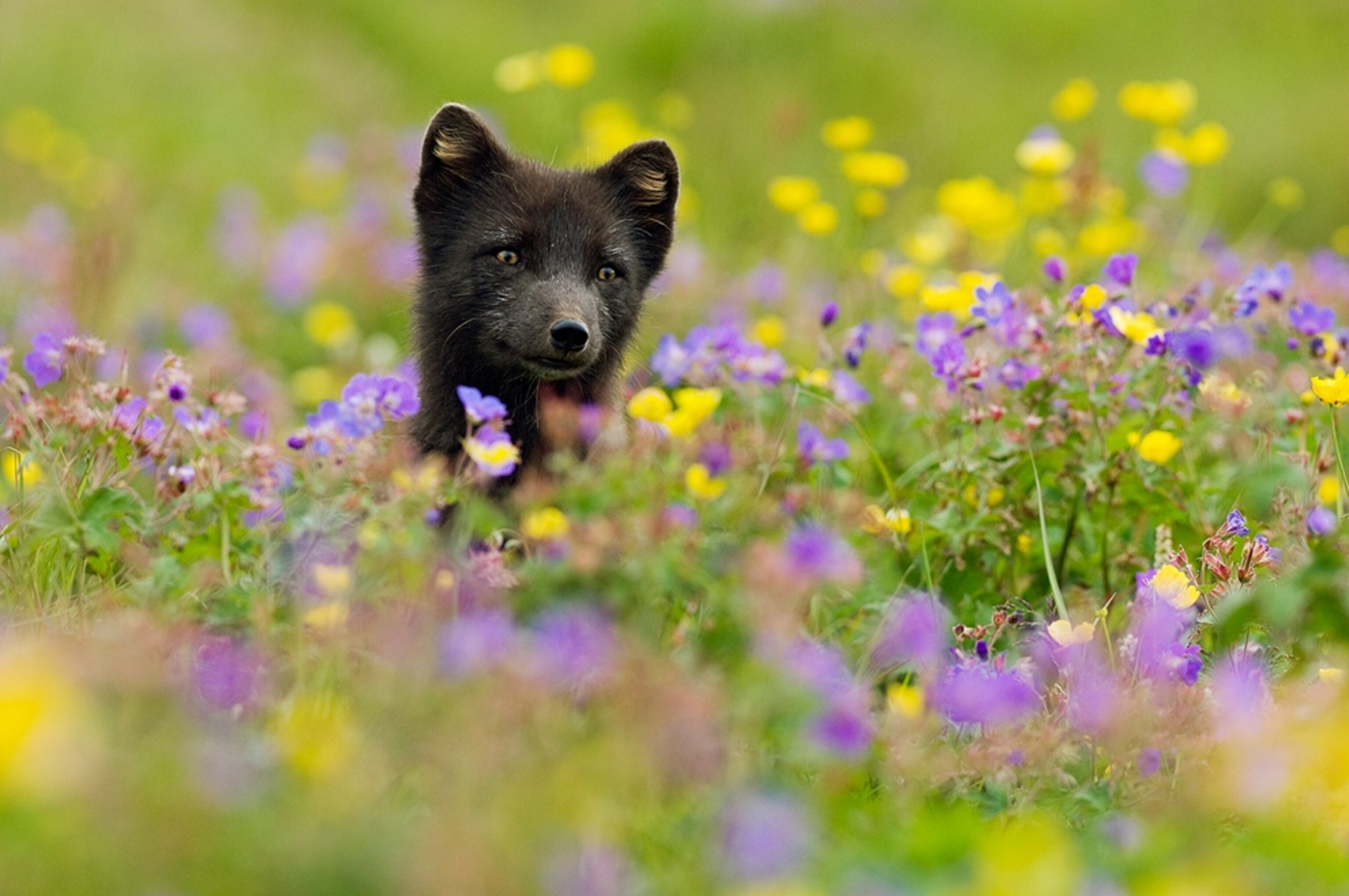 A dark fox in a wildflower meadow
