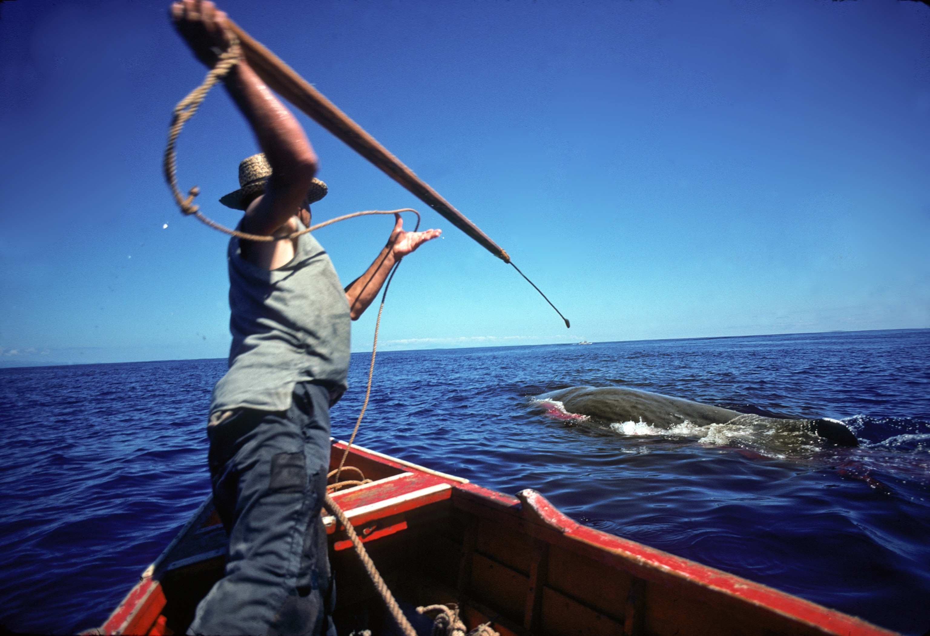 a whaler targeting a whale with a hand-held, traditional harpoon