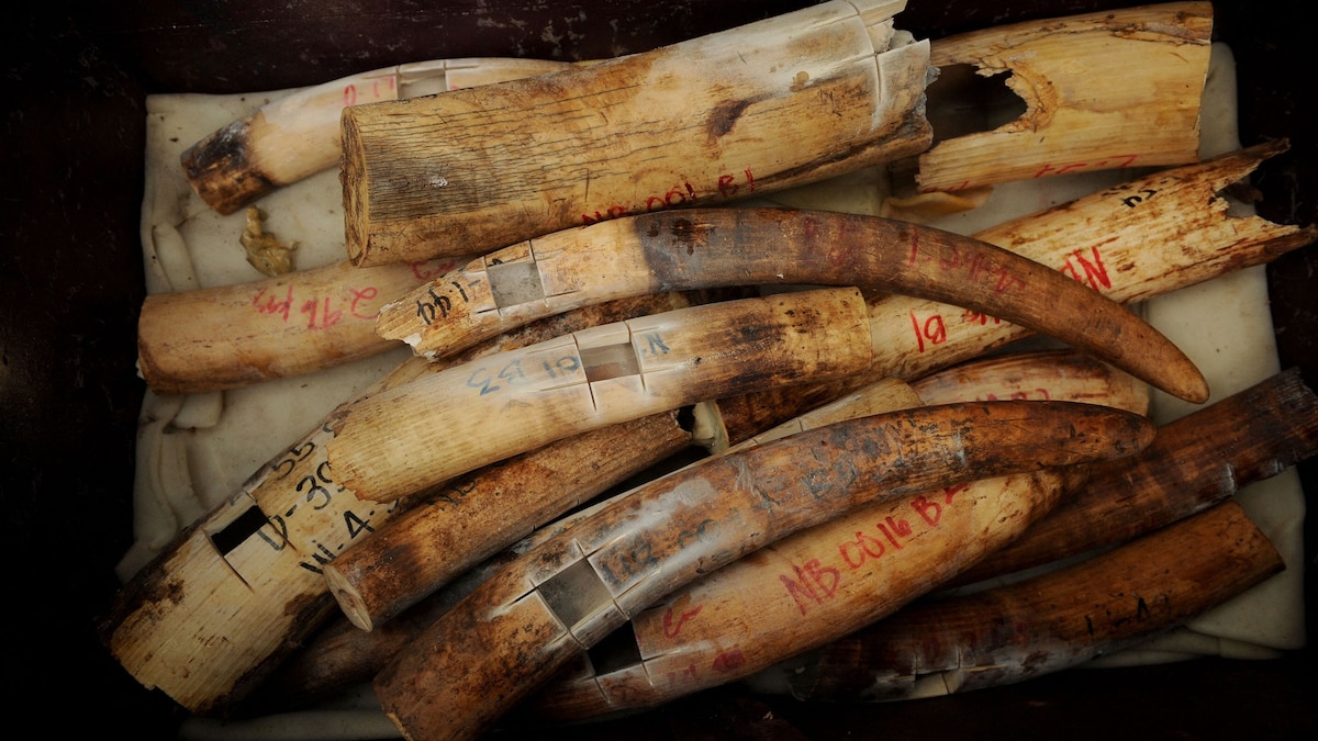 How the DNA method that caught the Golden State Killer can help catch elephant poachers - Vimarsana News